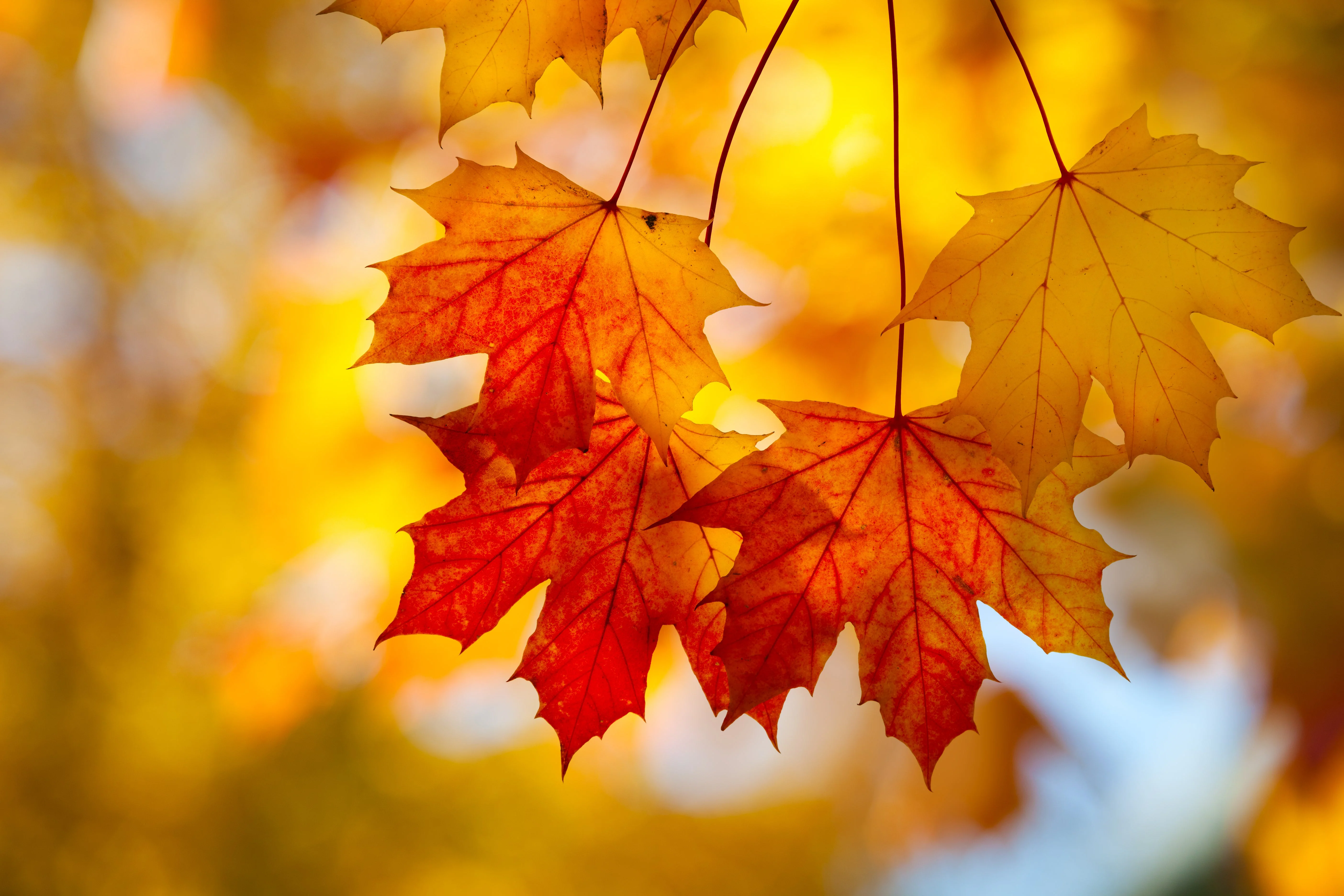25 SUGAR MAPLE Syrup TREE Native Rock Fall Color Acer Saccharum Seeds - Image 13