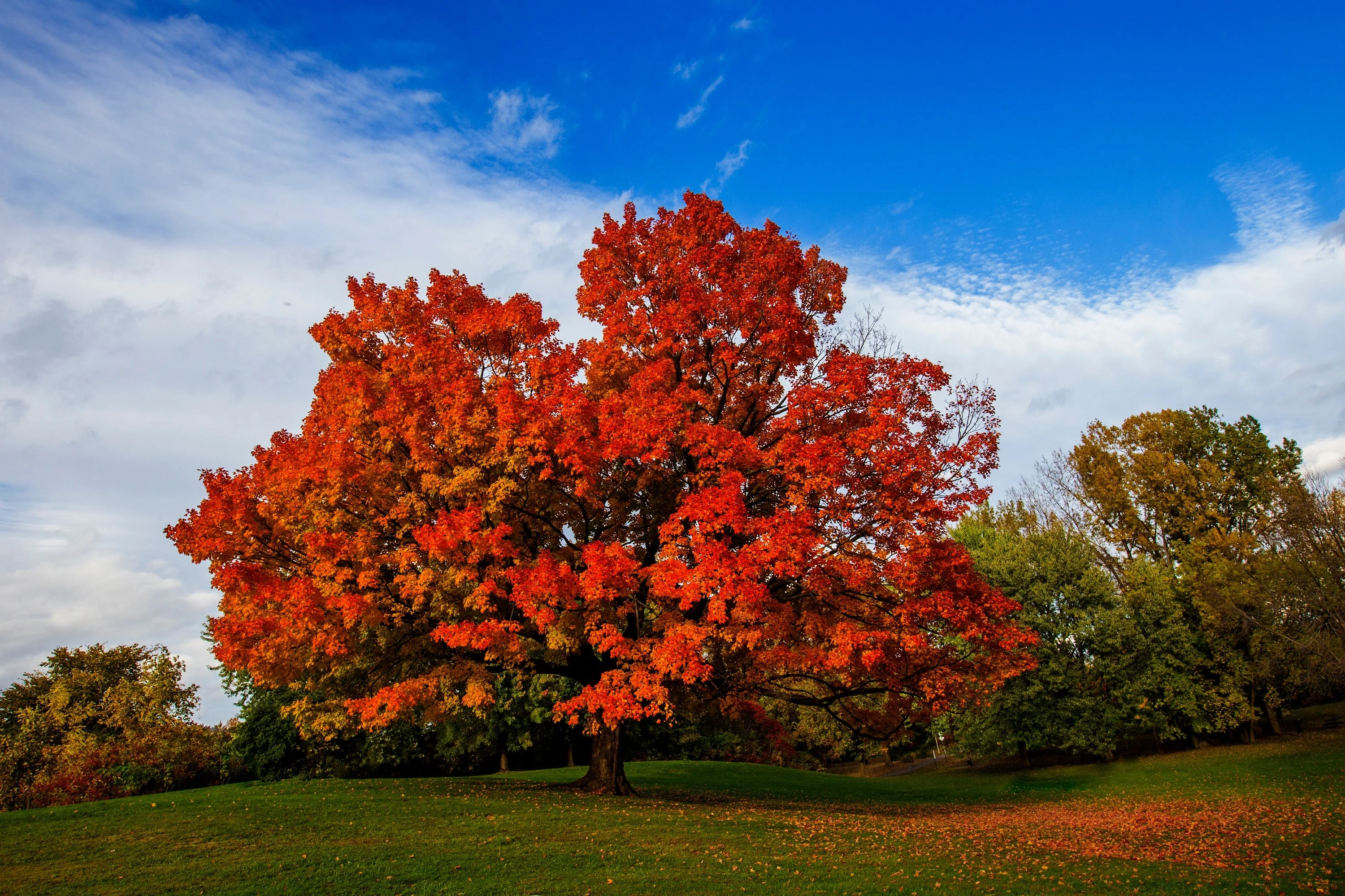 25 SUGAR MAPLE Syrup TREE Native Rock Fall Color Acer Saccharum Seeds - Image 3