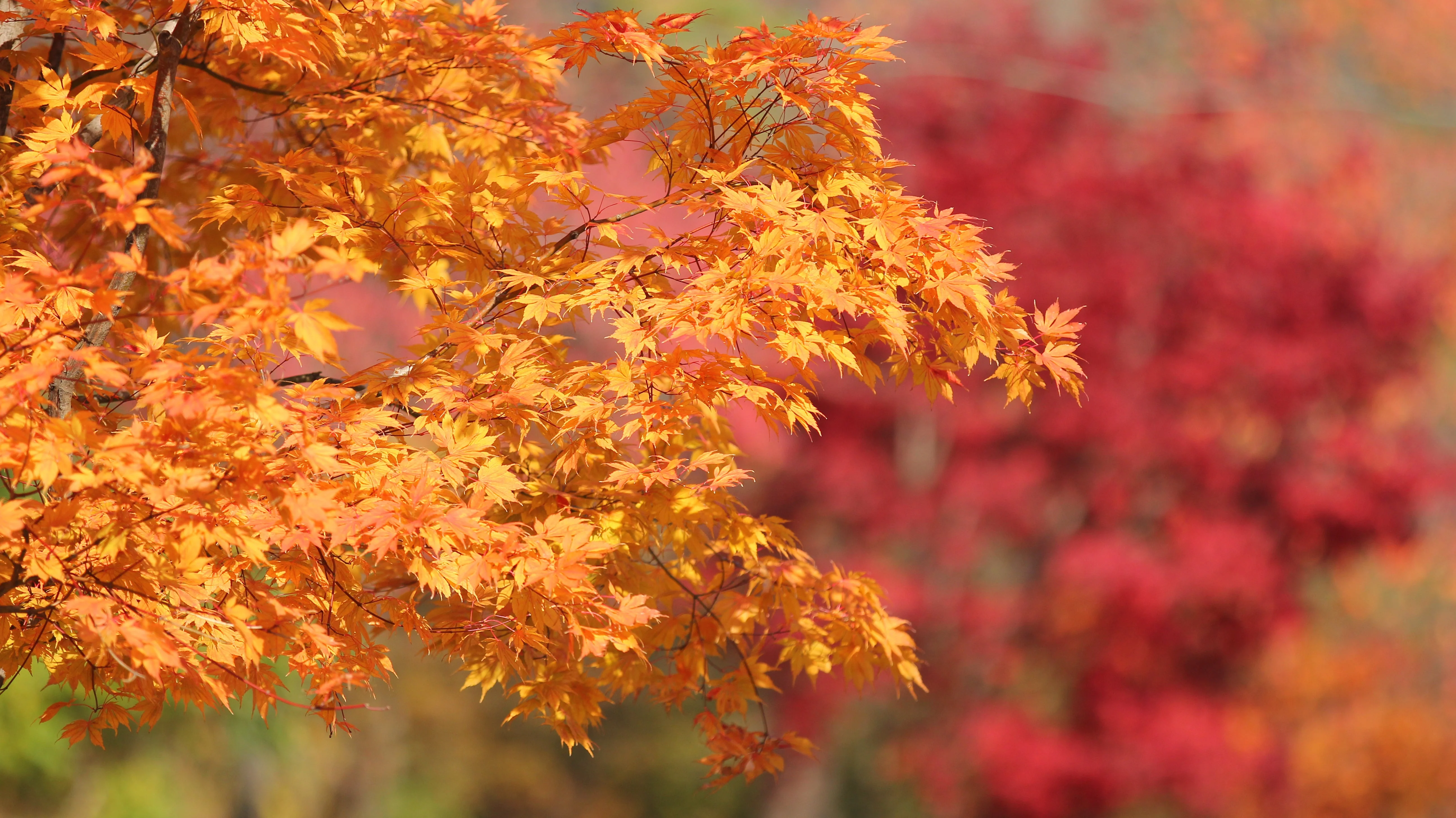 25 SUGAR MAPLE Syrup TREE Native Rock Fall Color Acer Saccharum Seeds - Image 4