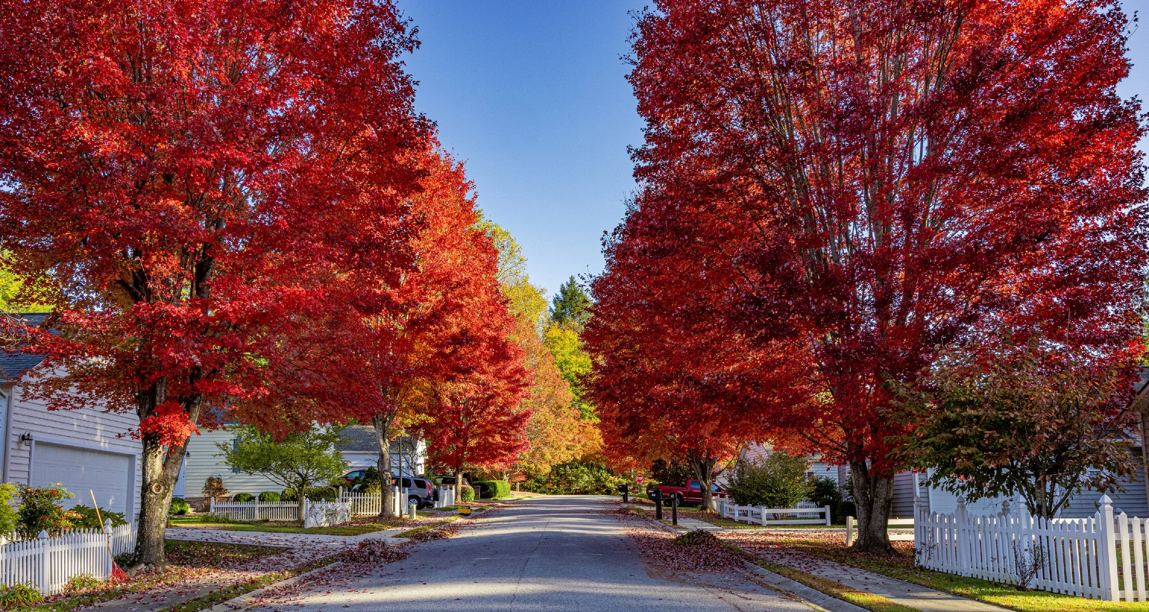 25 SUGAR MAPLE Syrup TREE Native Rock Fall Color Acer Saccharum Seeds - Image 5