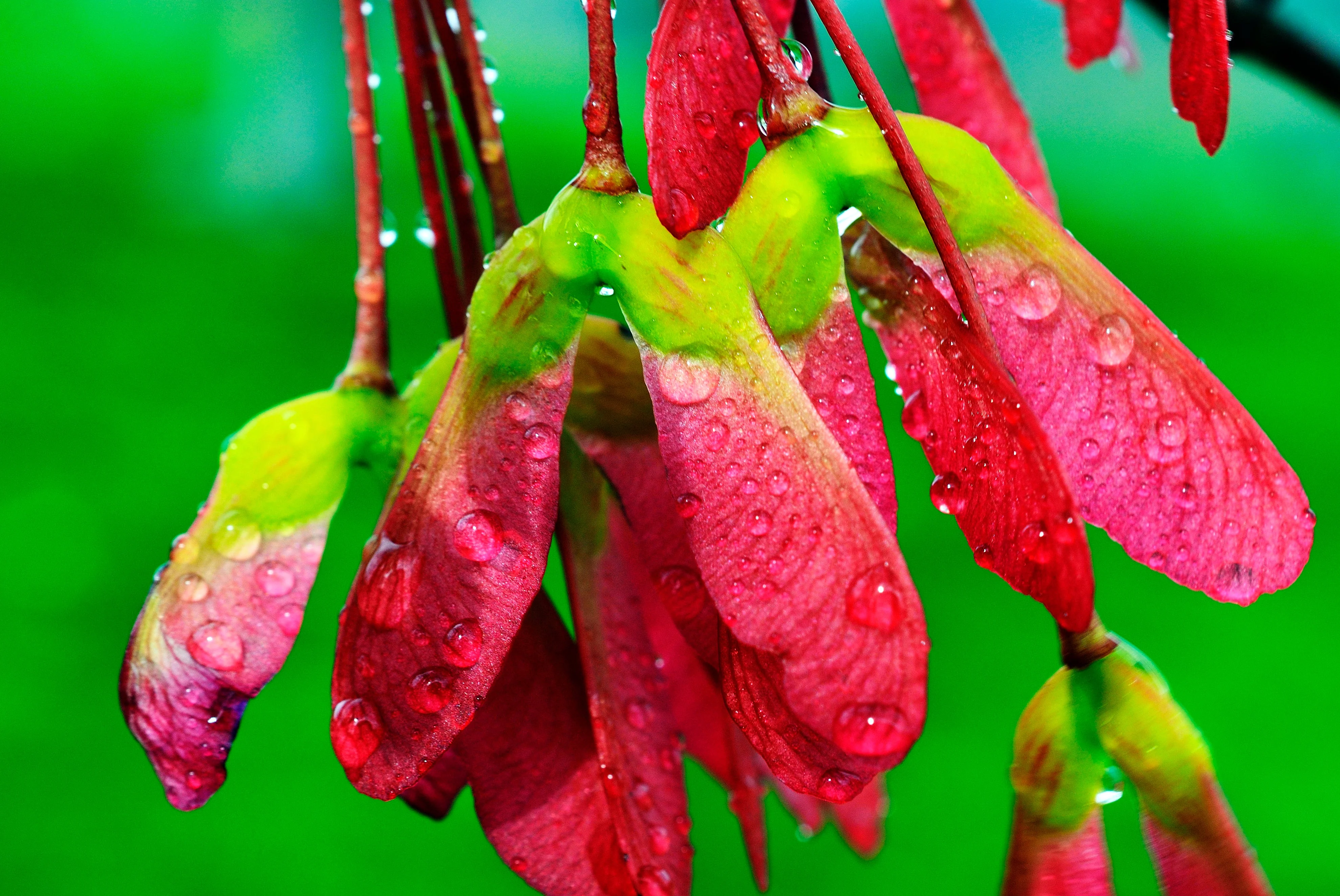 25 SUGAR MAPLE Syrup TREE Native Rock Fall Color Acer Saccharum Seeds - Image 8