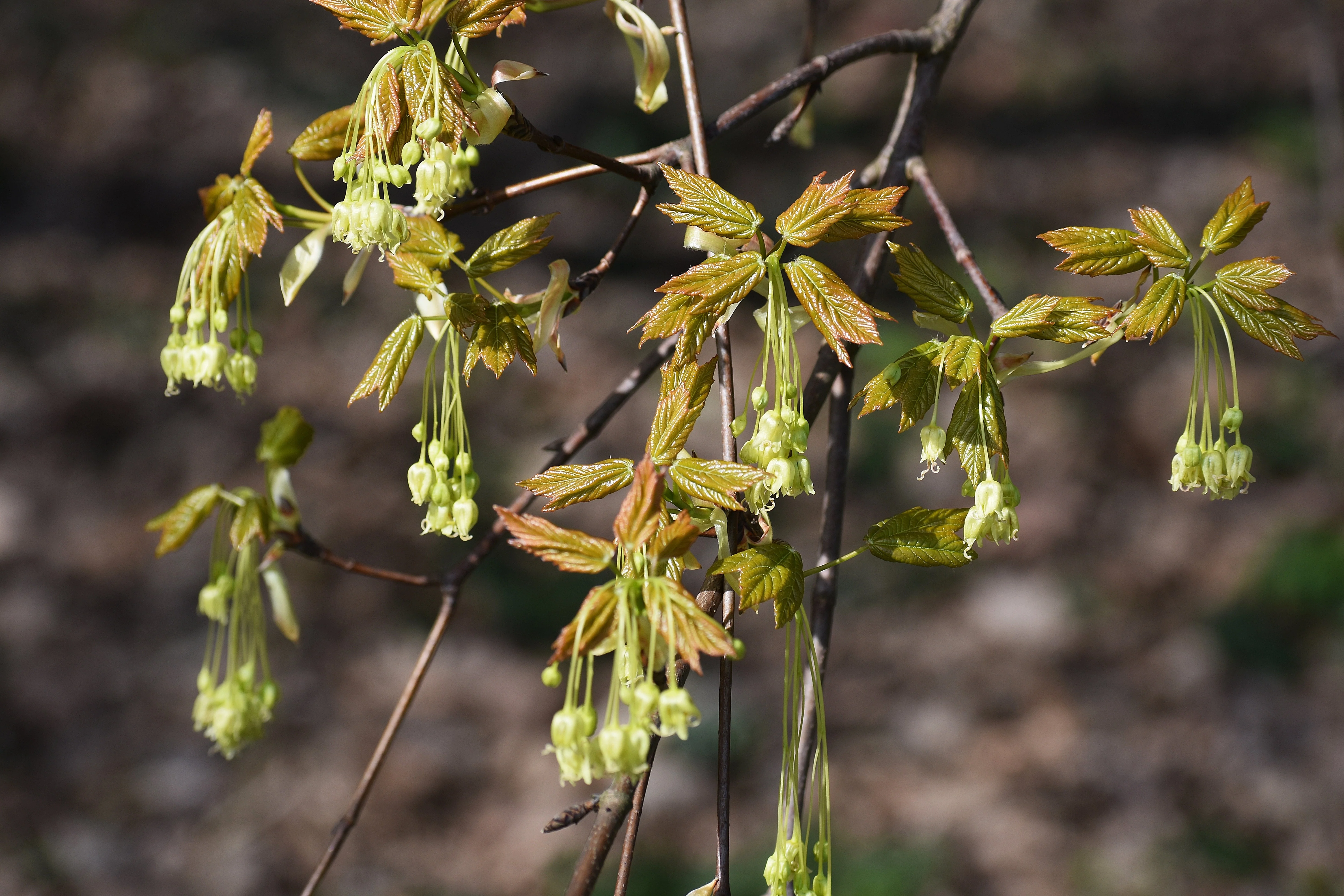 25 SUGAR MAPLE Syrup TREE Native Rock Fall Color Acer Saccharum Seeds - Image 9