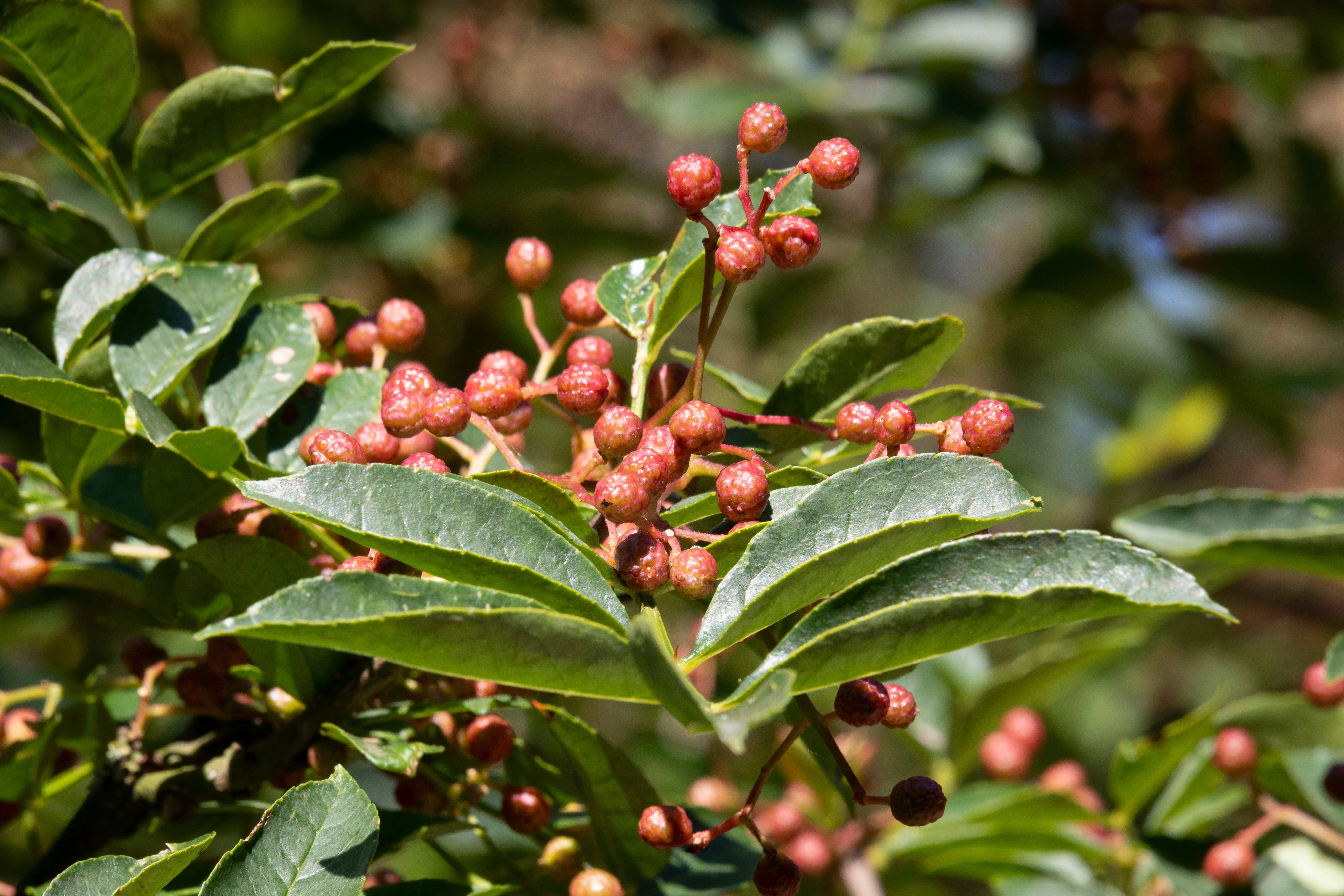 25 SZECHUAN PEPPER Peppercorn Sichuan Szechwan Zanthoxylum Bungeanum Spice Seeds - Image 4