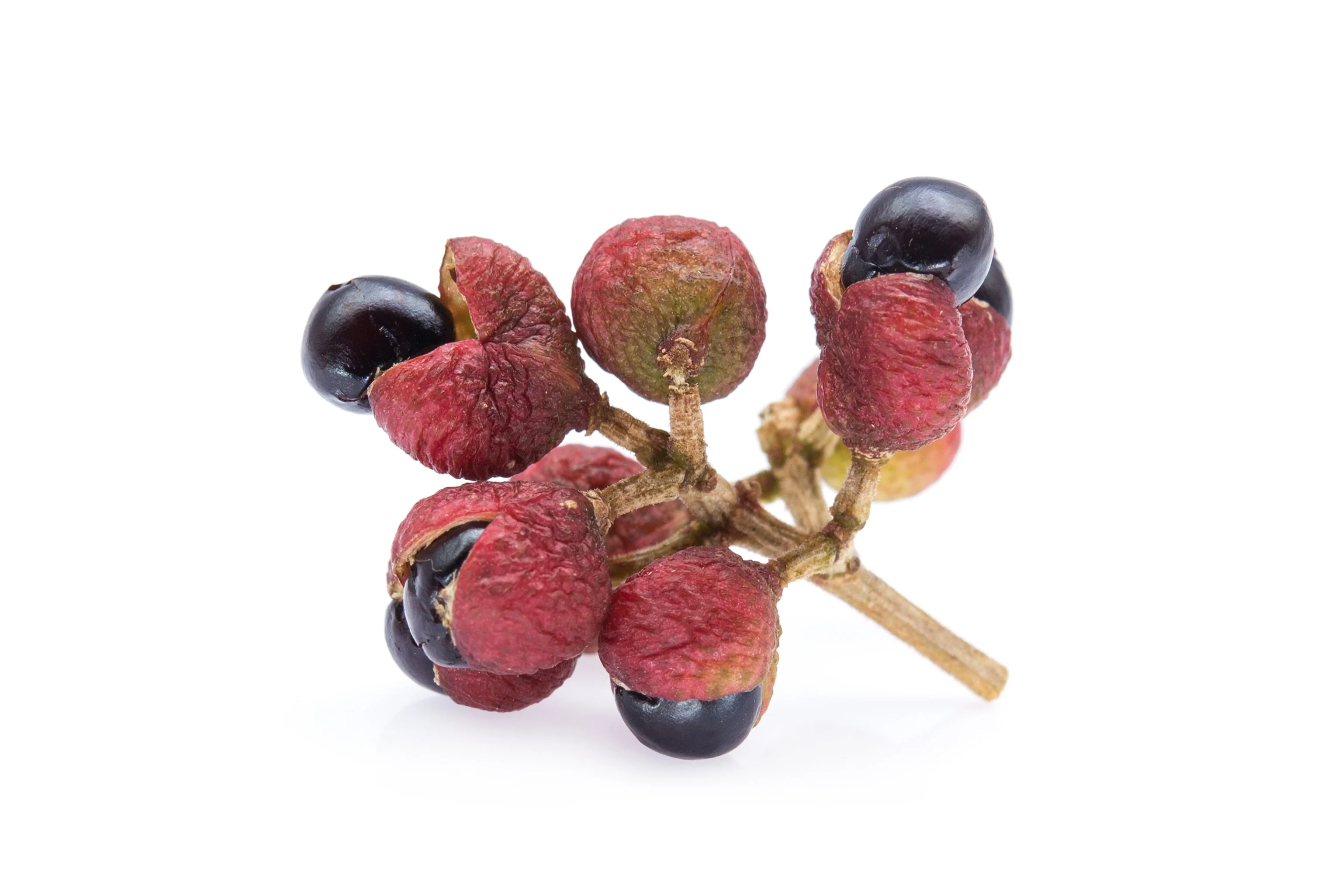 25 SZECHUAN PEPPER Peppercorn Sichuan Szechwan Zanthoxylum Bungeanum Spice Seeds - Image 7
