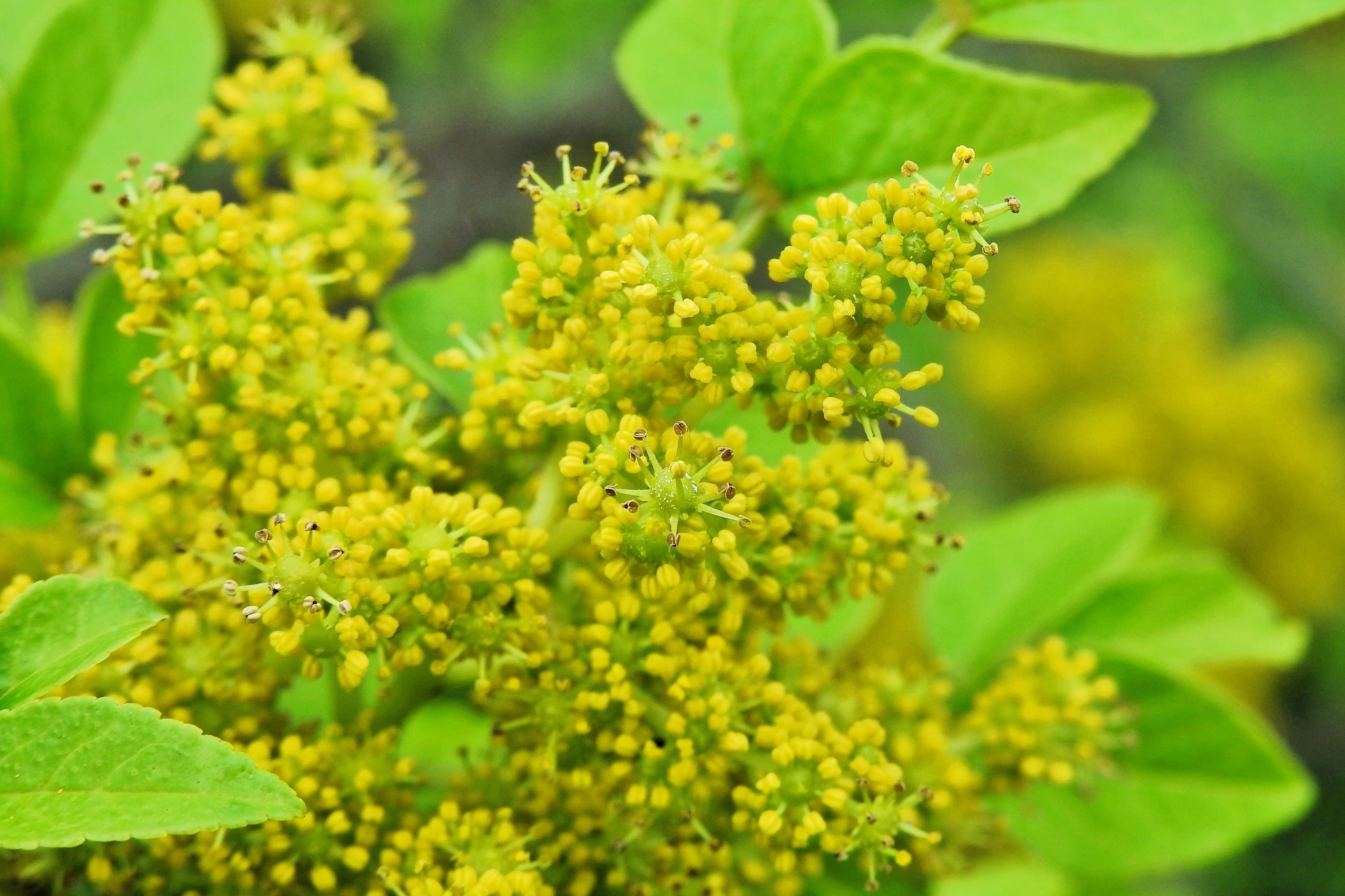 25 SZECHUAN PEPPER Peppercorn Sichuan Szechwan Zanthoxylum Bungeanum Spice Seeds - Image 9