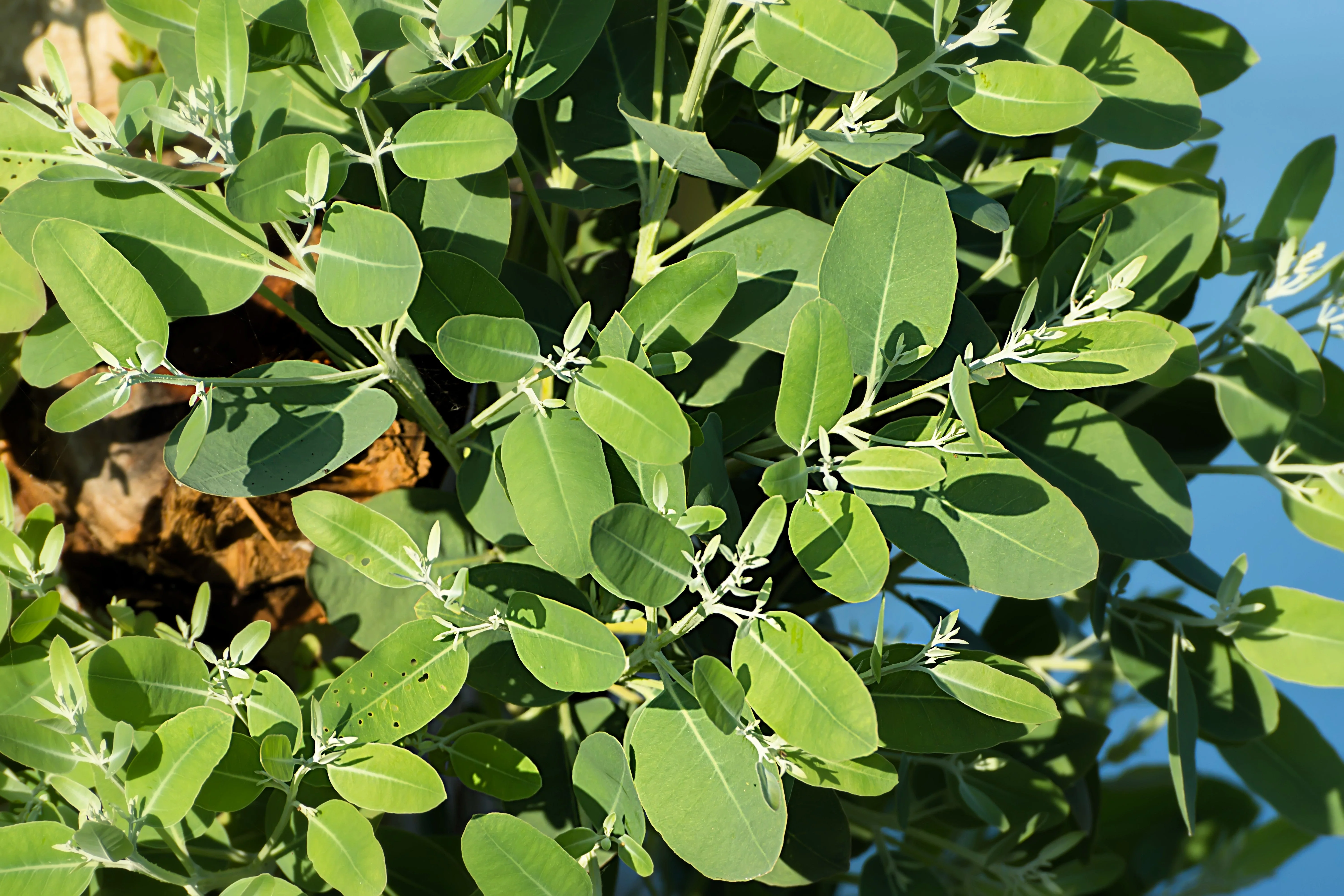 25 TASMANIAN Blue Gum TREE / EUCALYPTUS Globulus Flower Seeds - Image 10