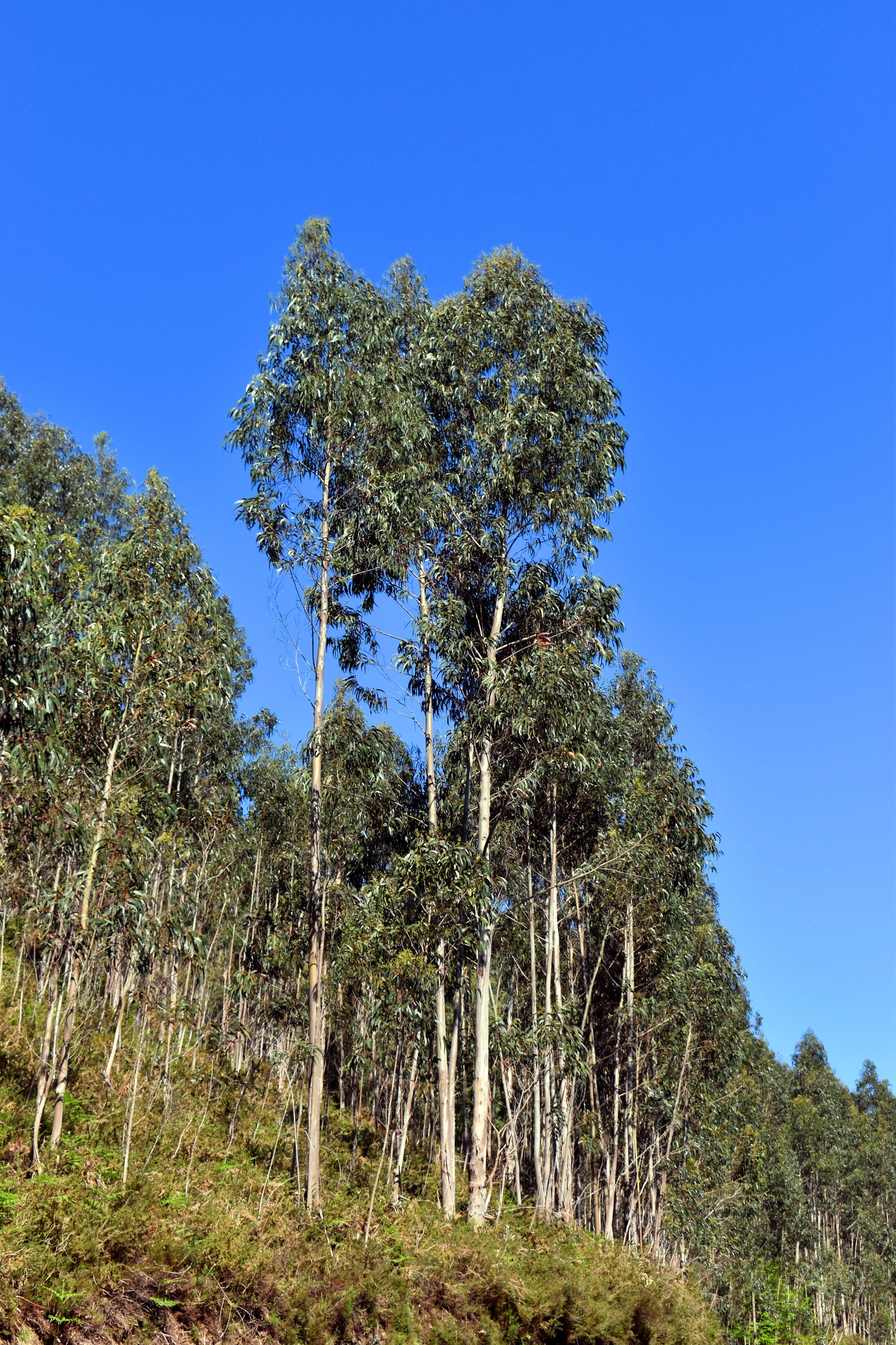 25 TASMANIAN Blue Gum TREE / EUCALYPTUS Globulus Flower Seeds - Image 12