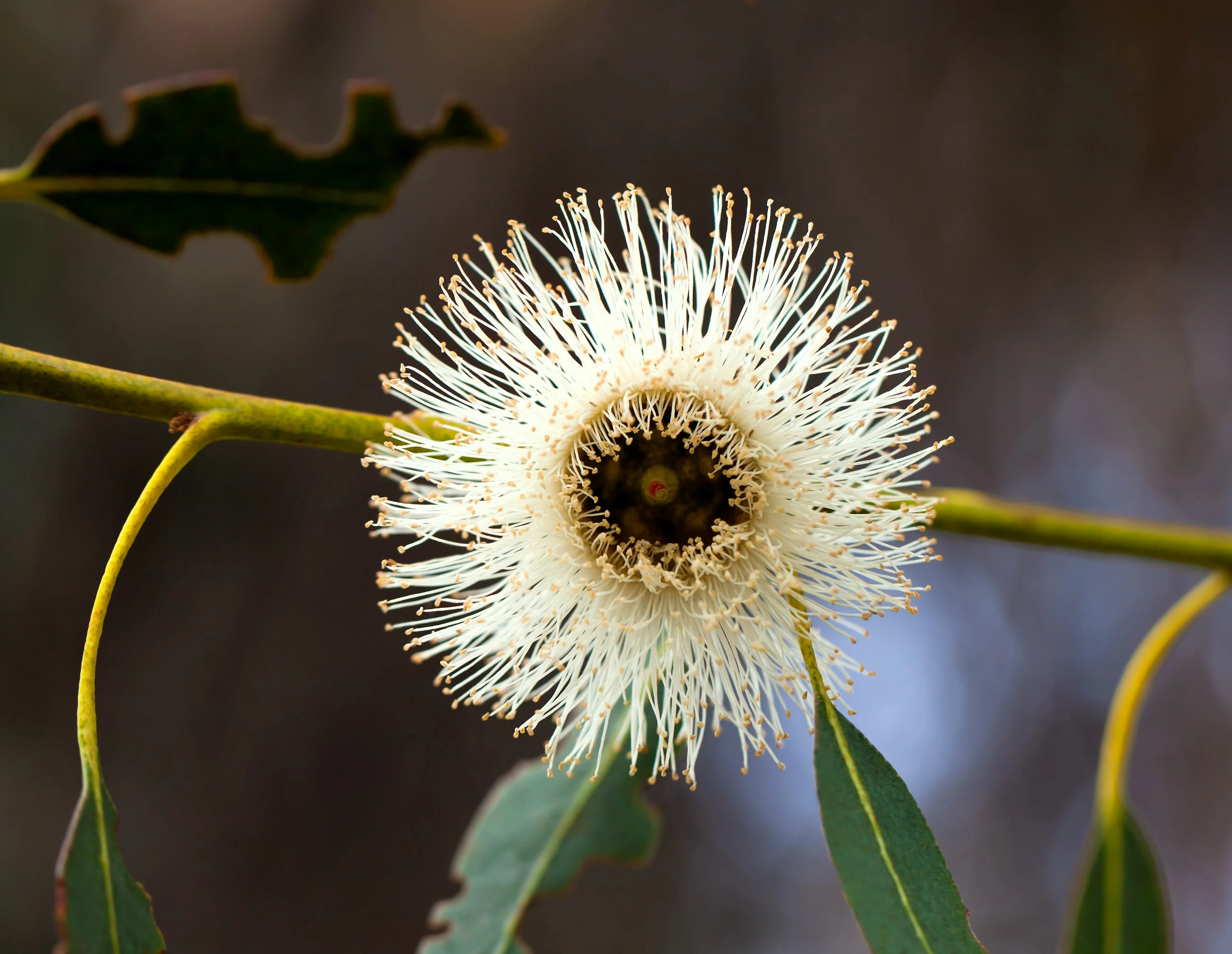 25 TASMANIAN Blue Gum TREE / EUCALYPTUS Globulus Flower Seeds - Image 2