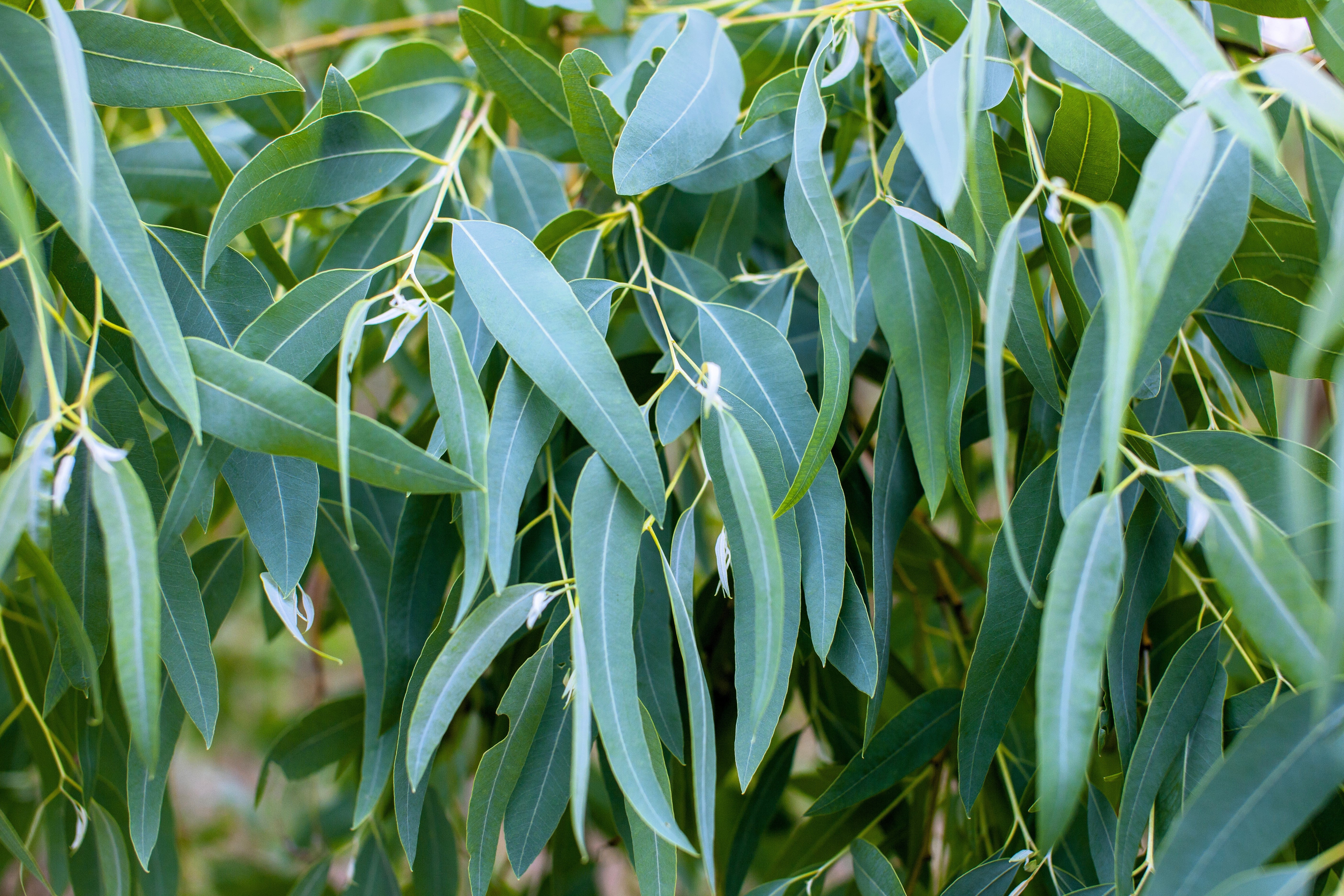 25 TASMANIAN Blue Gum TREE / EUCALYPTUS Globulus Flower Seeds - Image 4