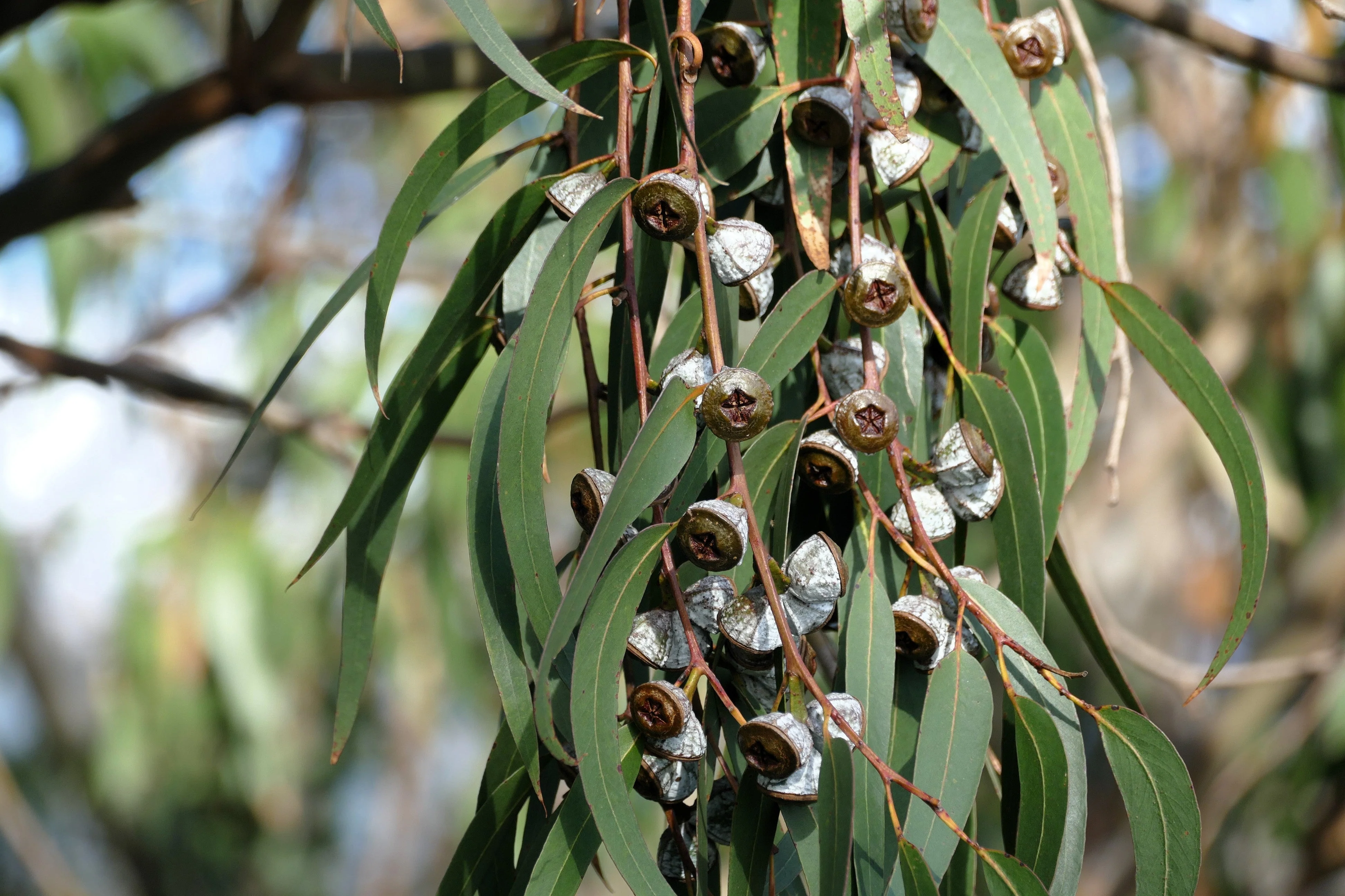 25 TASMANIAN Blue Gum TREE / EUCALYPTUS Globulus Flower Seeds - Image 5