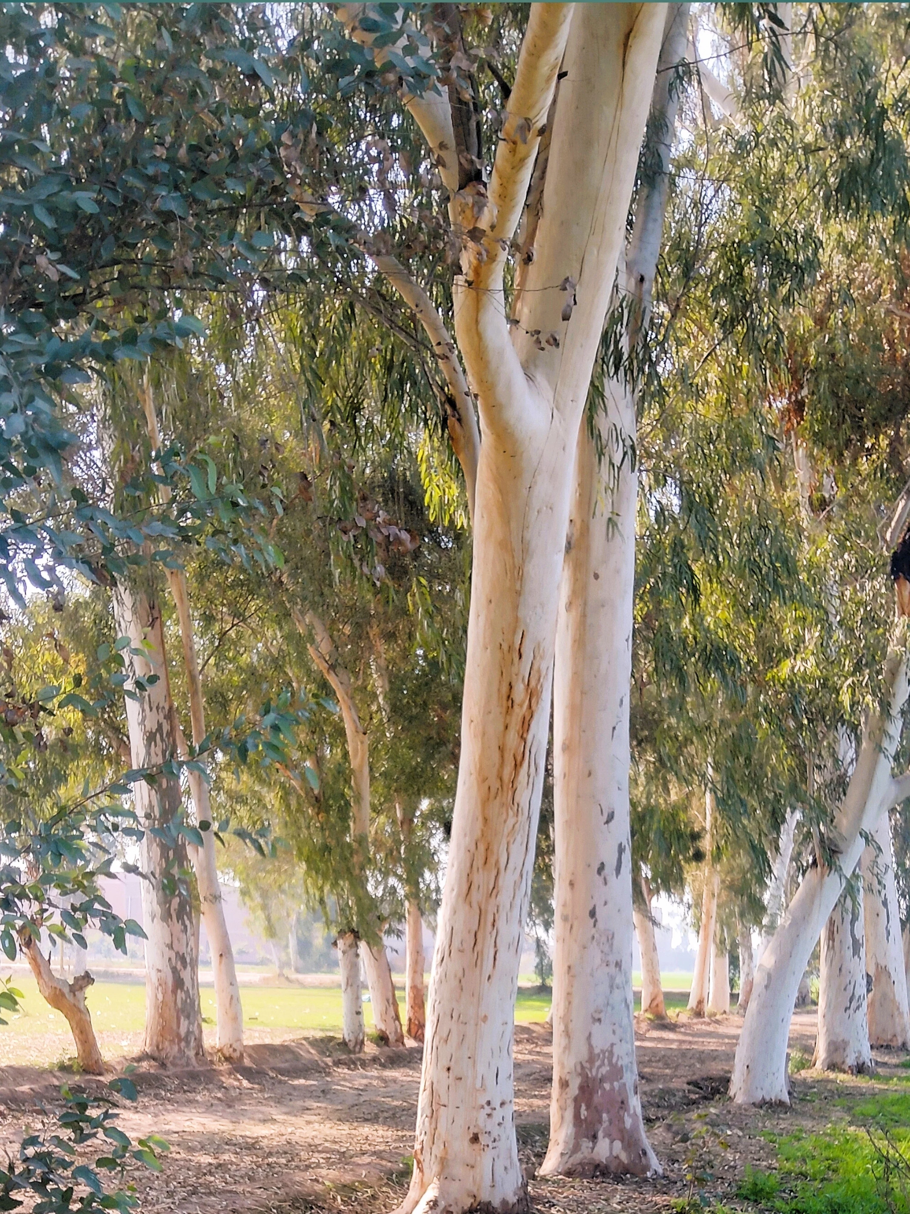 25 TASMANIAN Blue Gum TREE / EUCALYPTUS Globulus Flower Seeds - Image 6