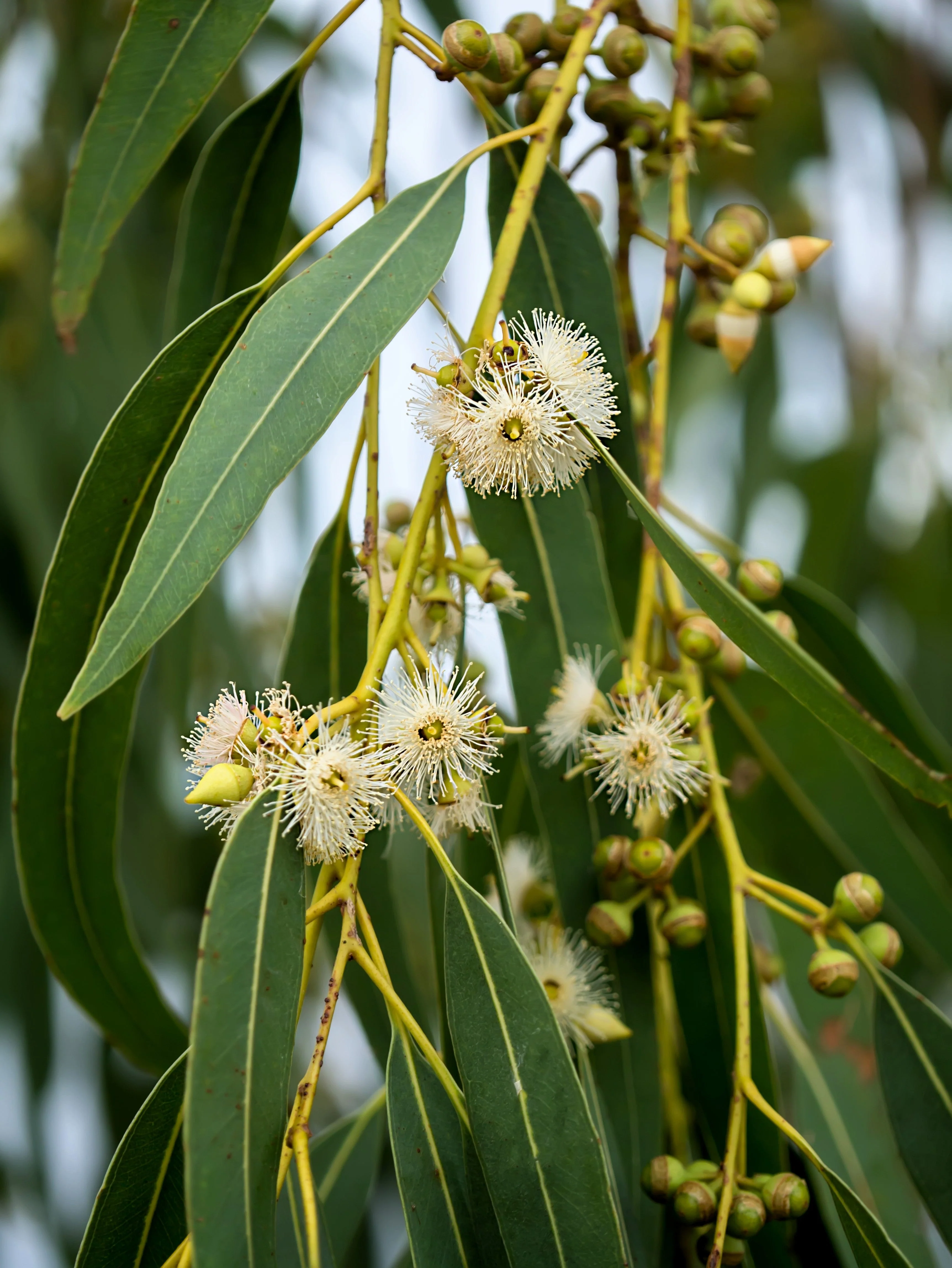 25 TASMANIAN Blue Gum TREE / EUCALYPTUS Globulus Flower Seeds - Image 7