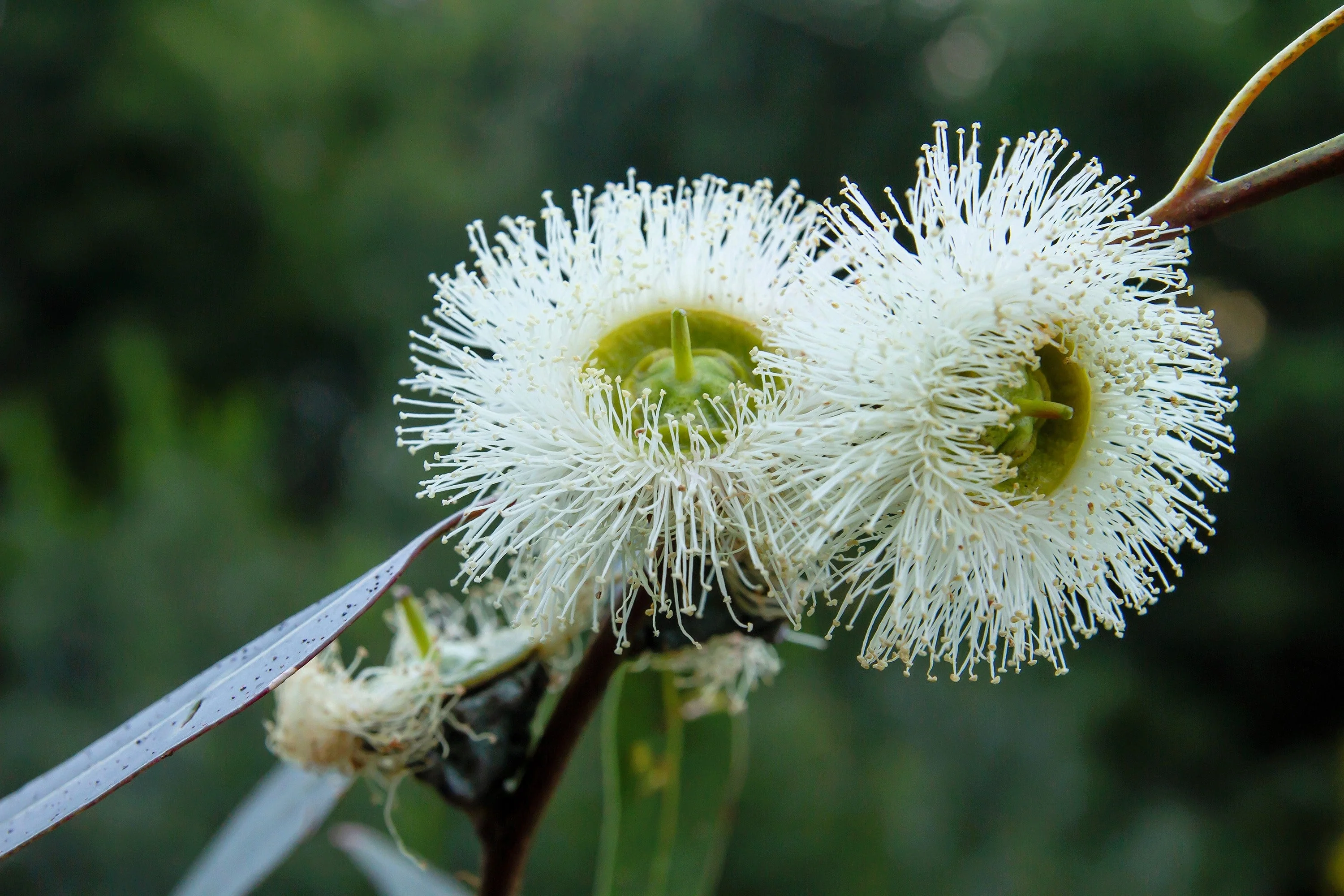 25 TASMANIAN Blue Gum TREE / EUCALYPTUS Globulus Flower Seeds - Image 8