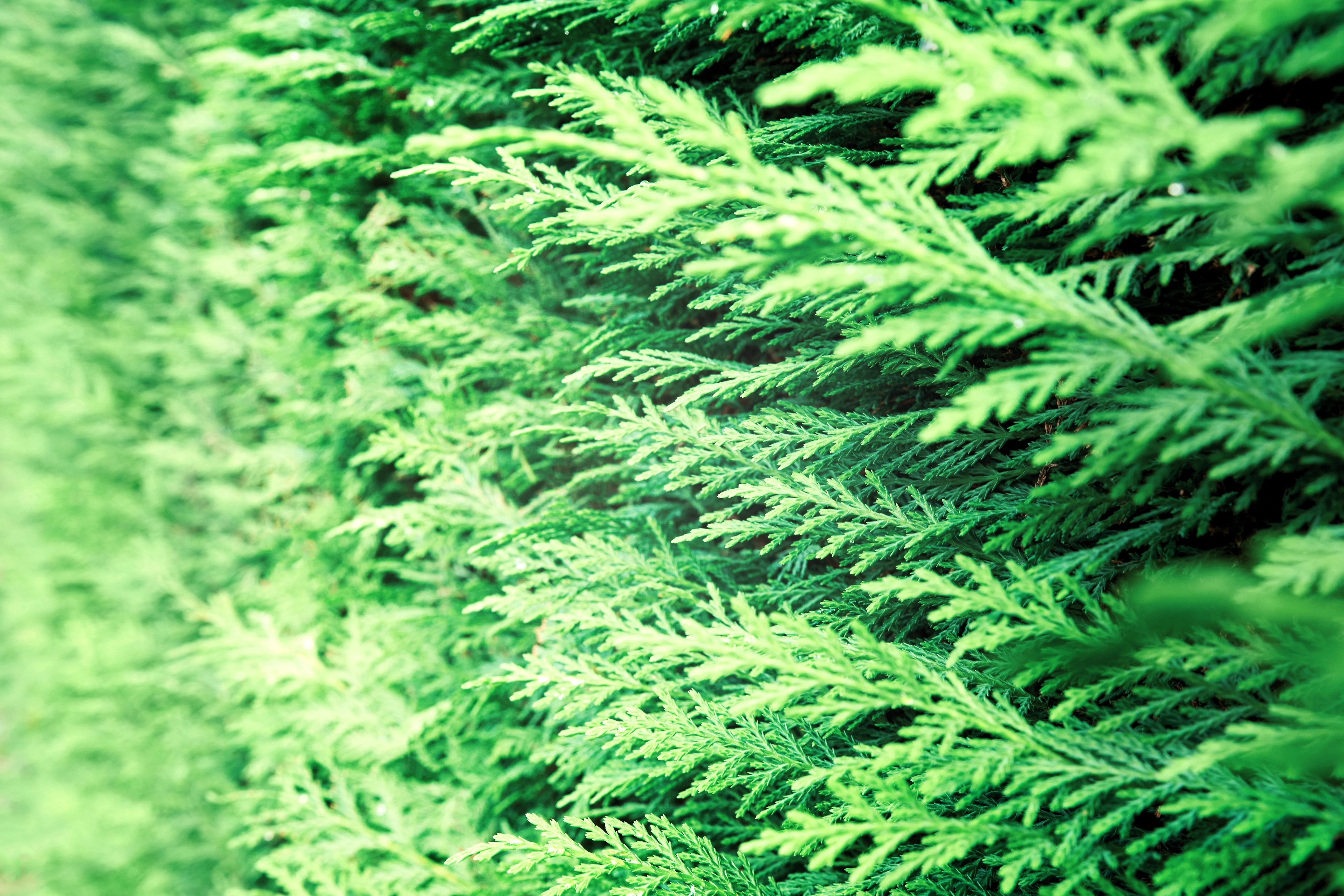 25 THUJA TREE Cedar Thuja Occidentalis Conifer Seeds - Image 10