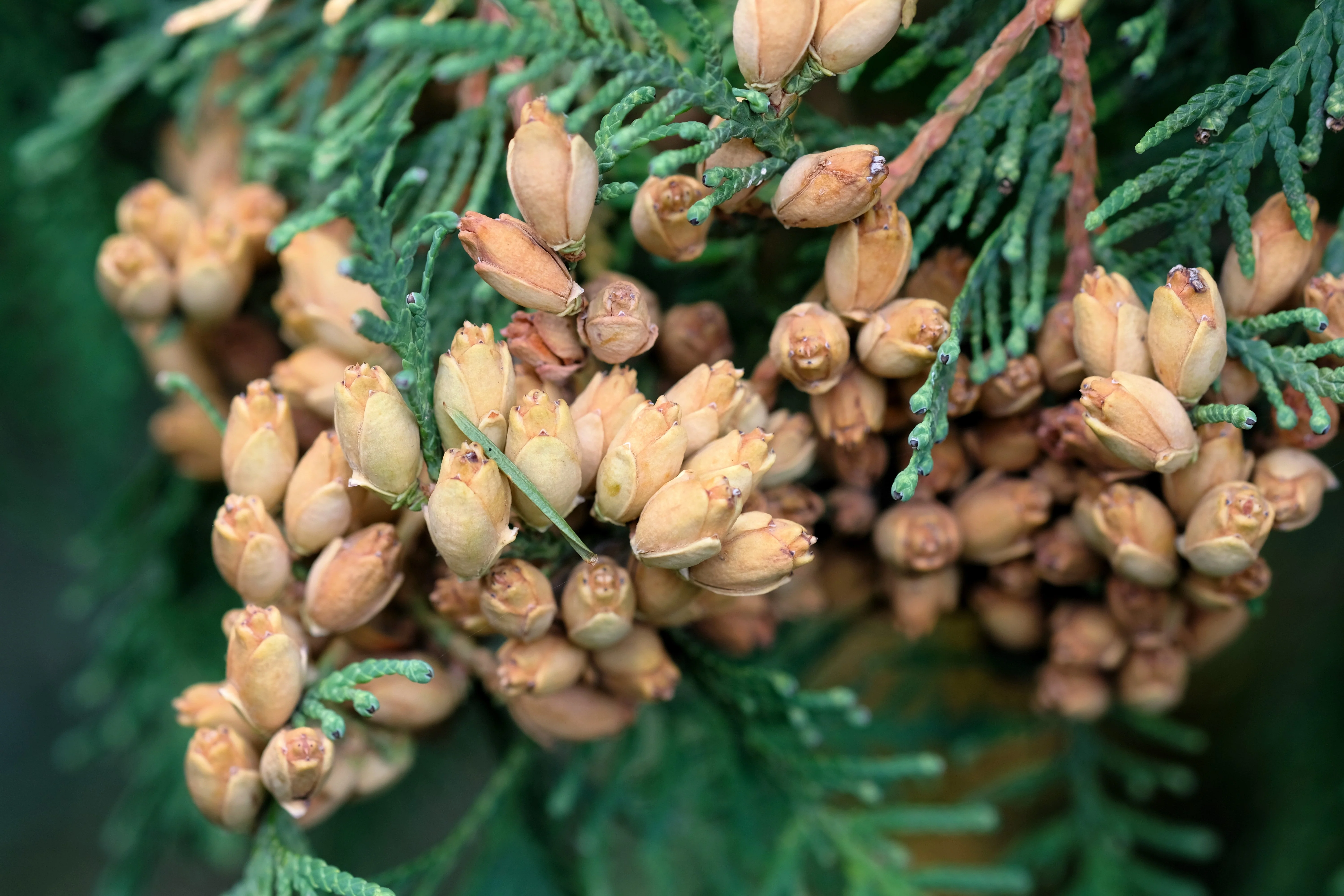 25 THUJA TREE Cedar Thuja Occidentalis Conifer Seeds - Image 11