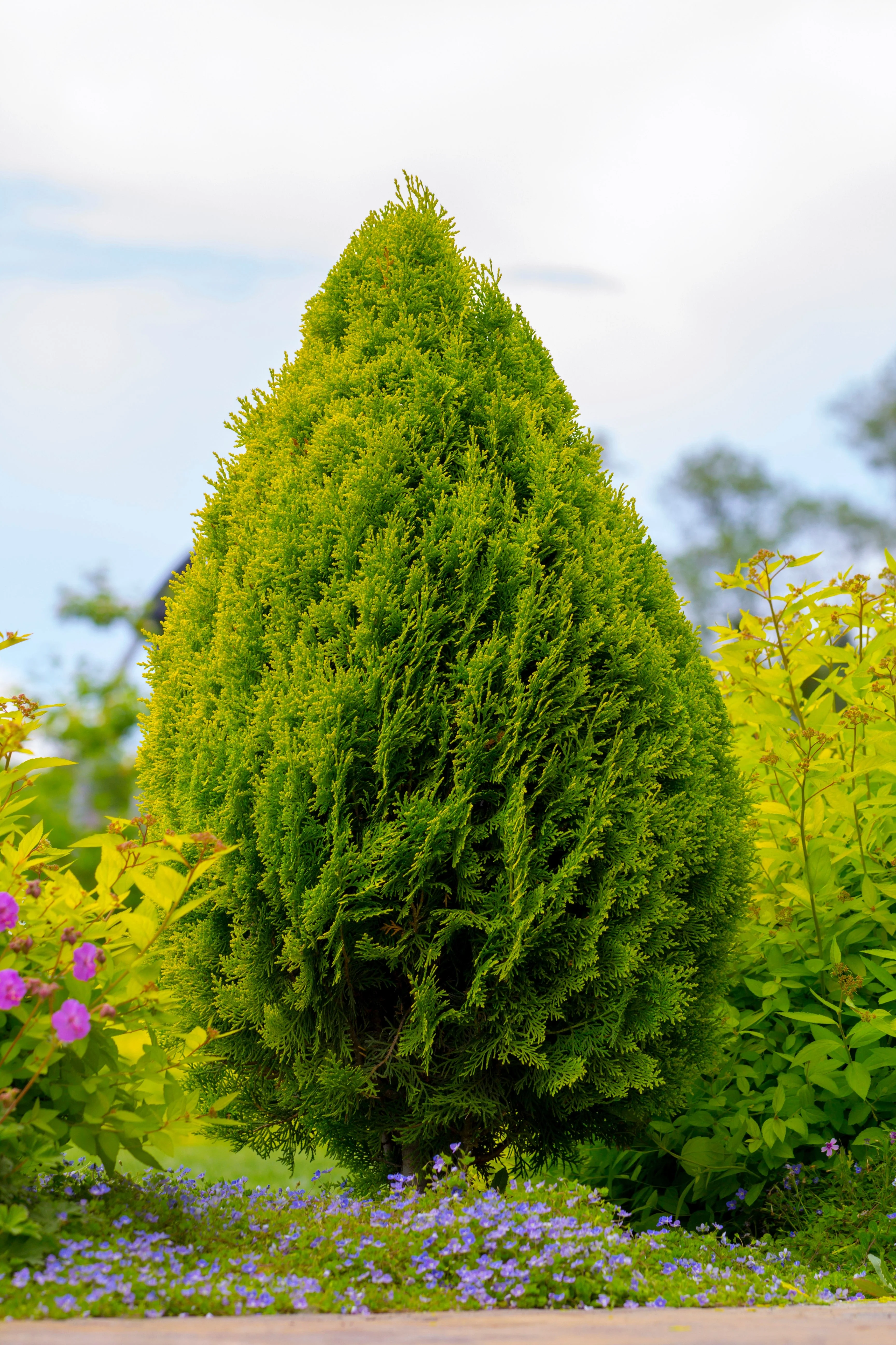 25 THUJA TREE Cedar Thuja Occidentalis Conifer Seeds - Image 12