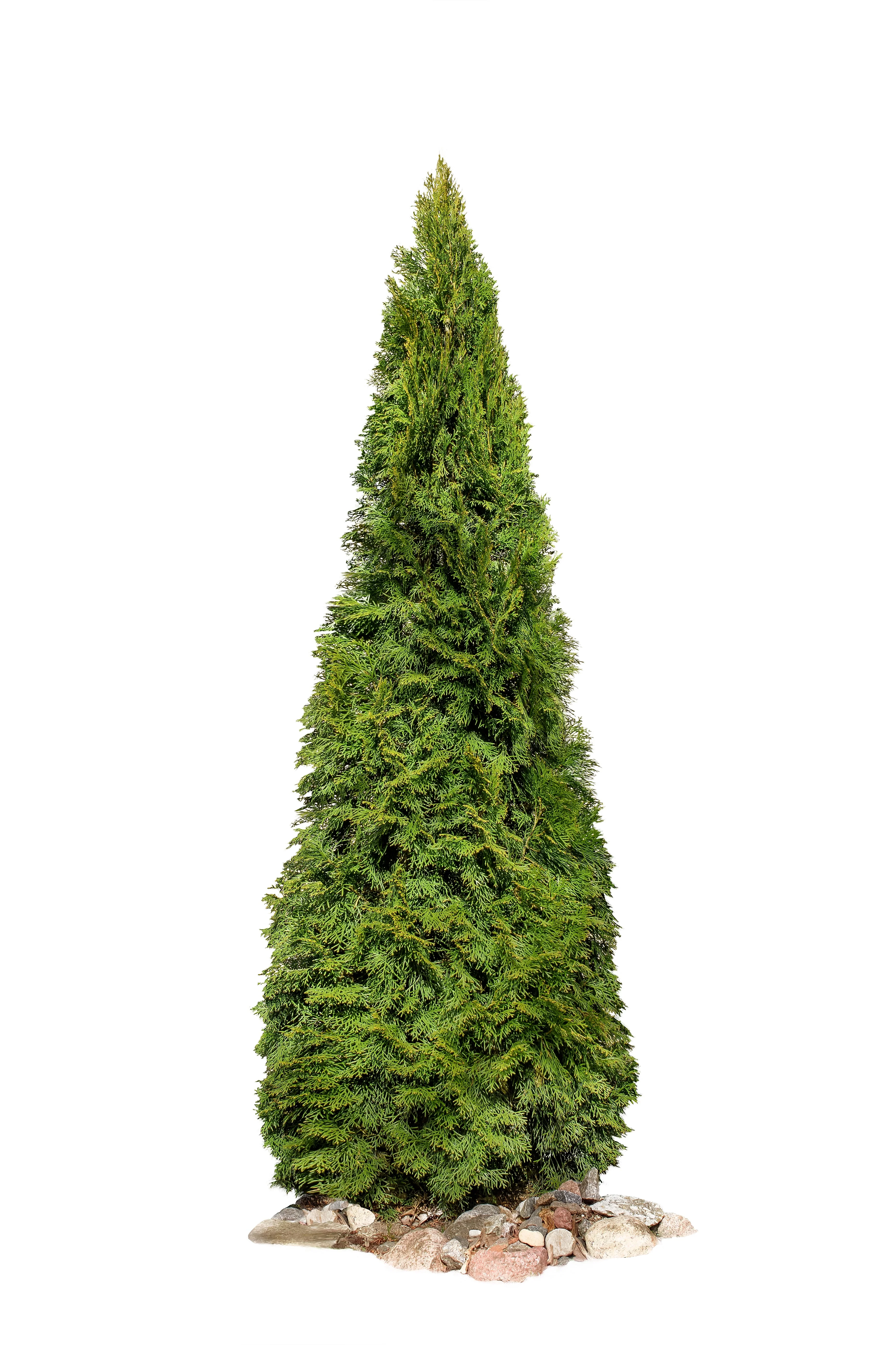 25 THUJA TREE Cedar Thuja Occidentalis Conifer Seeds - Image 2