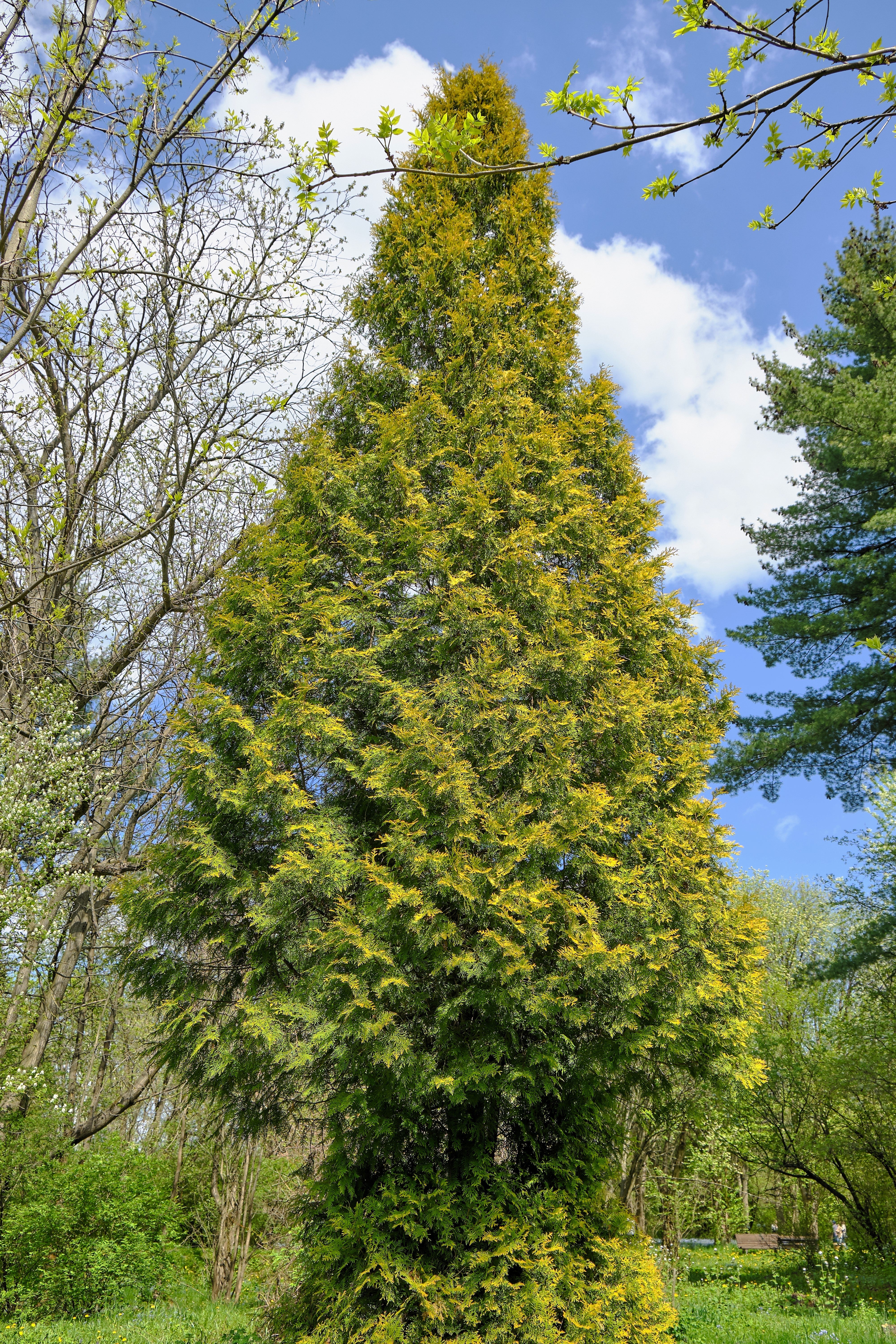 25 THUJA TREE Cedar Thuja Occidentalis Conifer Seeds - Image 3