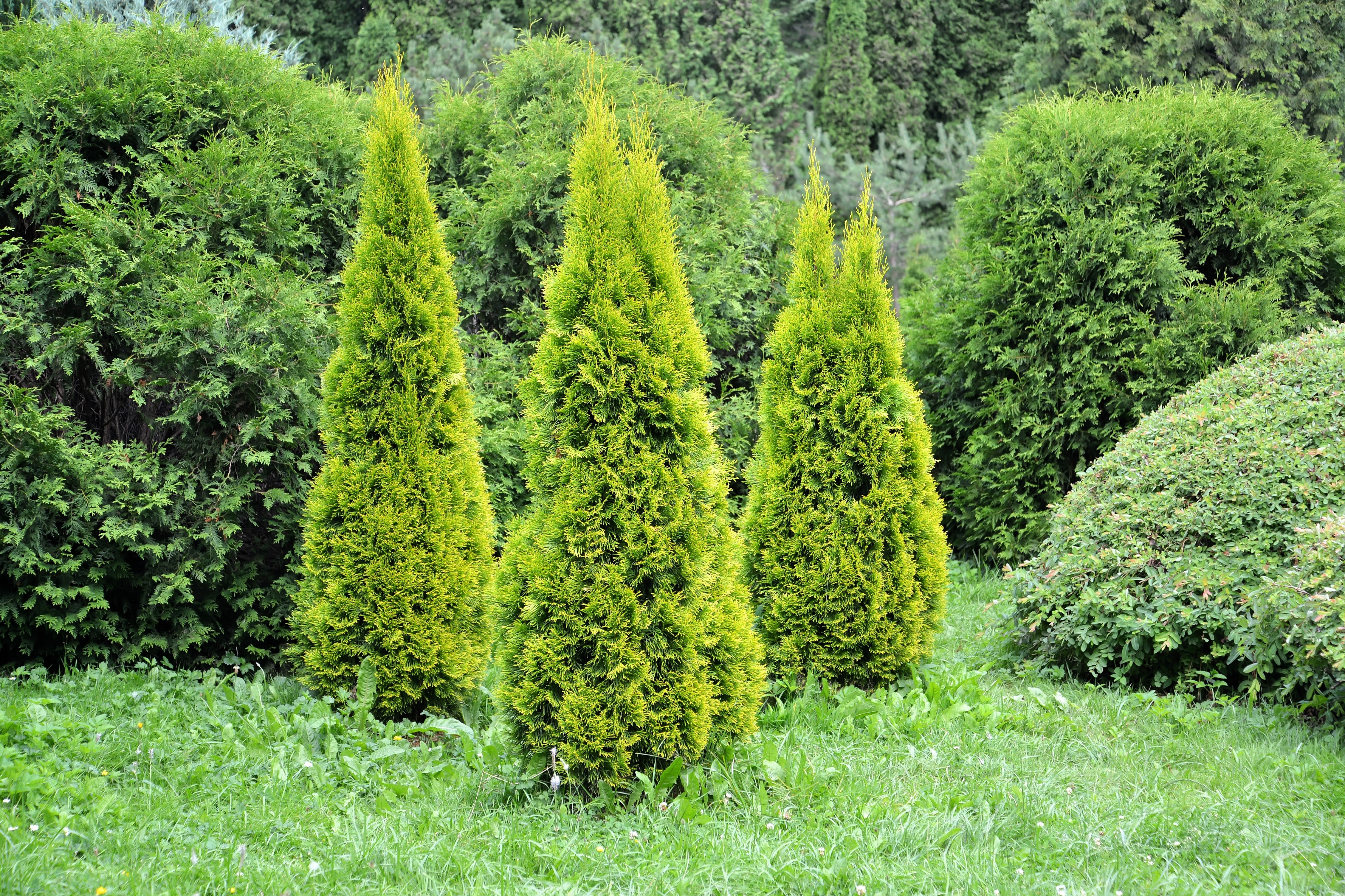 25 THUJA TREE Cedar Thuja Occidentalis Conifer Seeds - Image 4