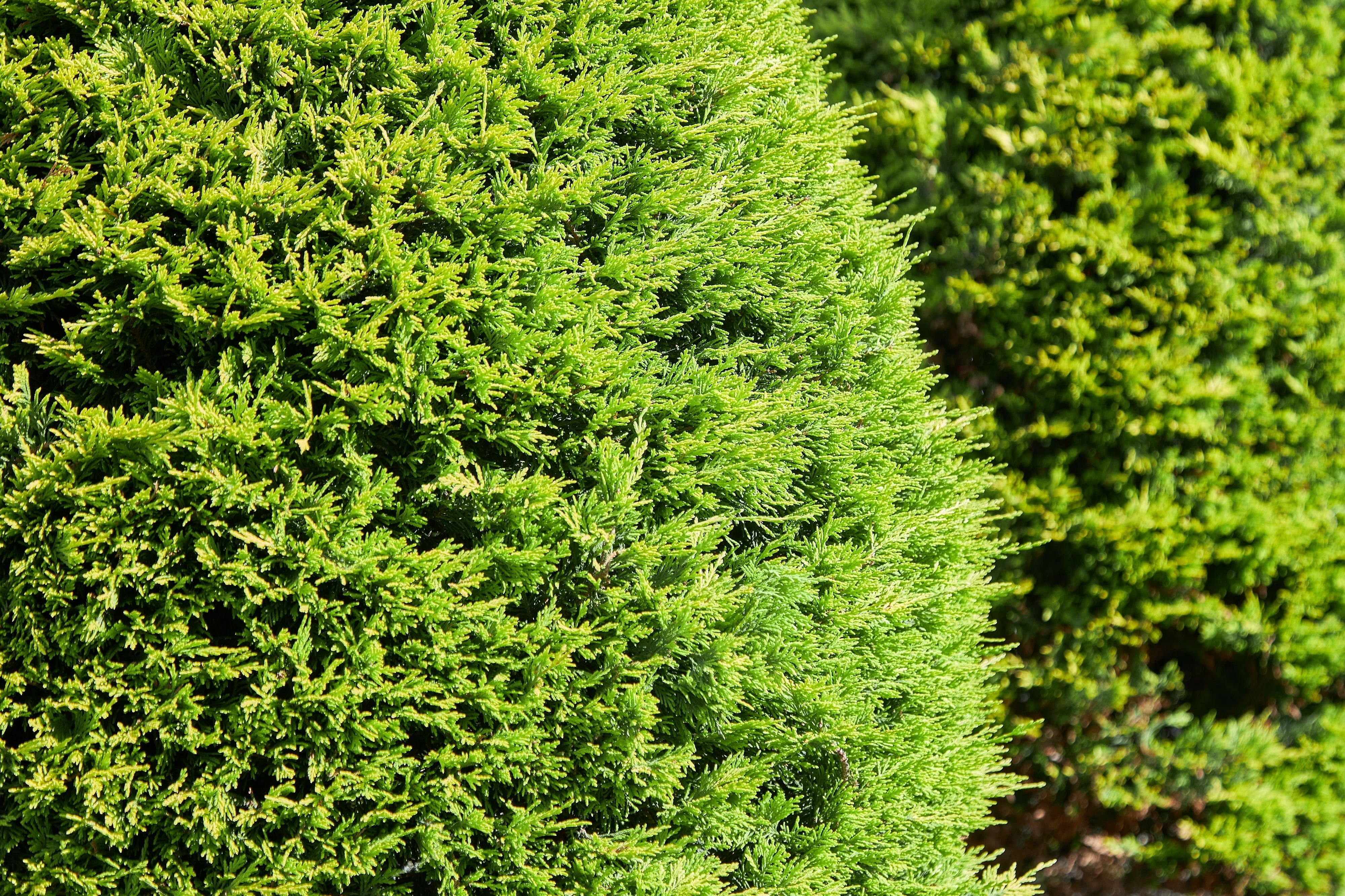 25 THUJA TREE Cedar Thuja Occidentalis Conifer Seeds - Image 5