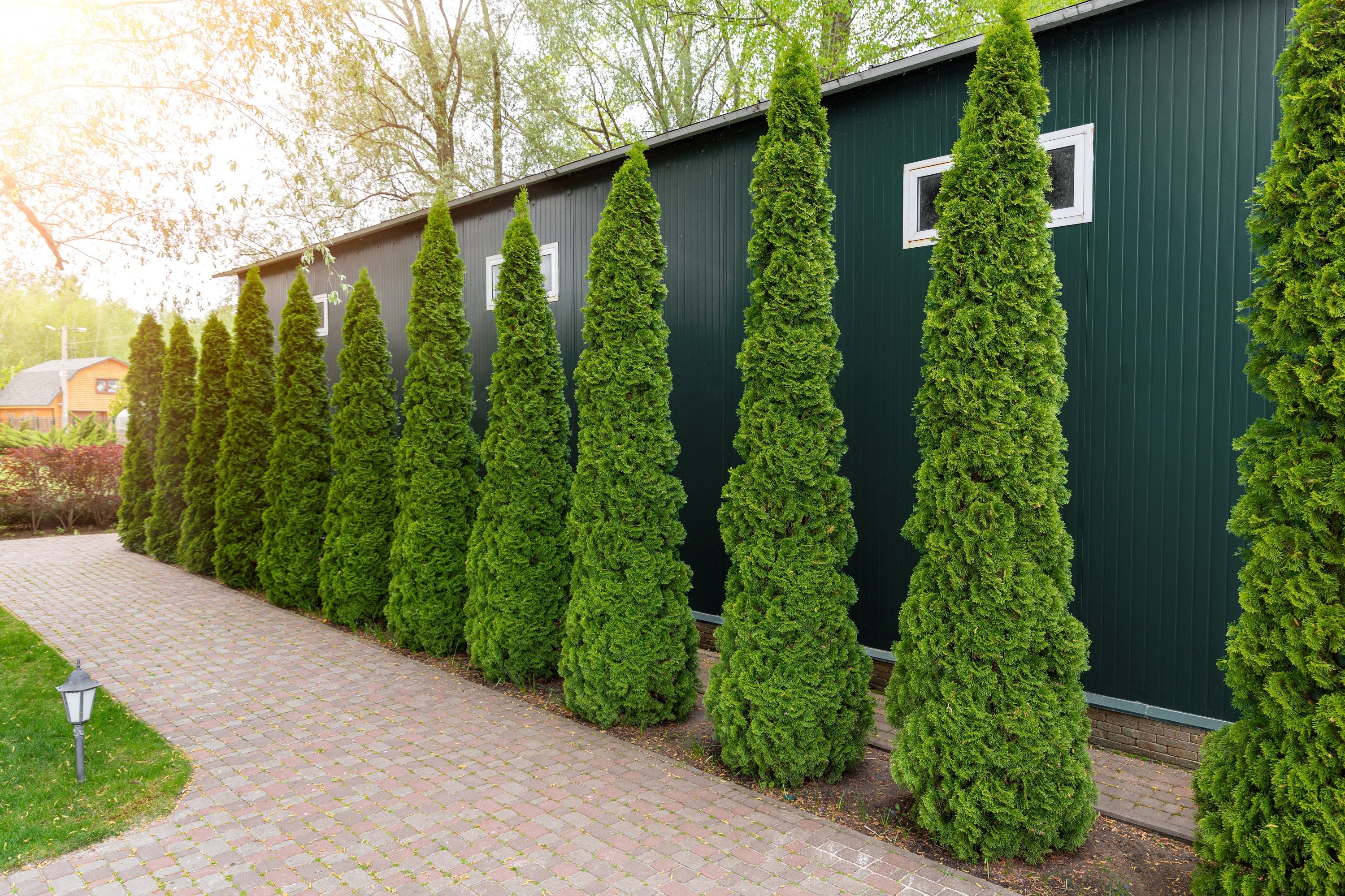 25 THUJA TREE Cedar Thuja Occidentalis Conifer Seeds - Image 6