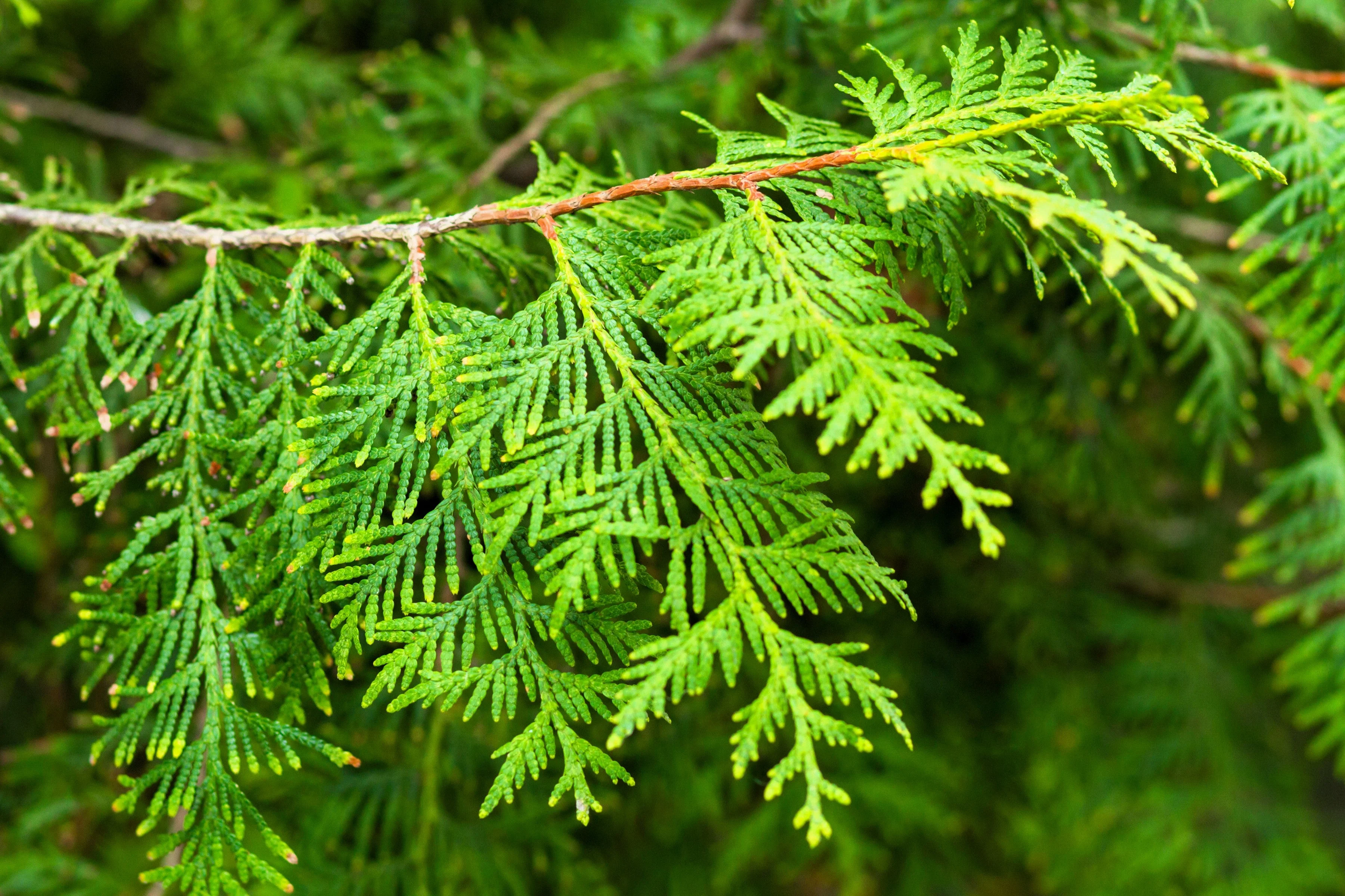25 THUJA TREE Cedar Thuja Occidentalis Conifer Seeds - Image 7