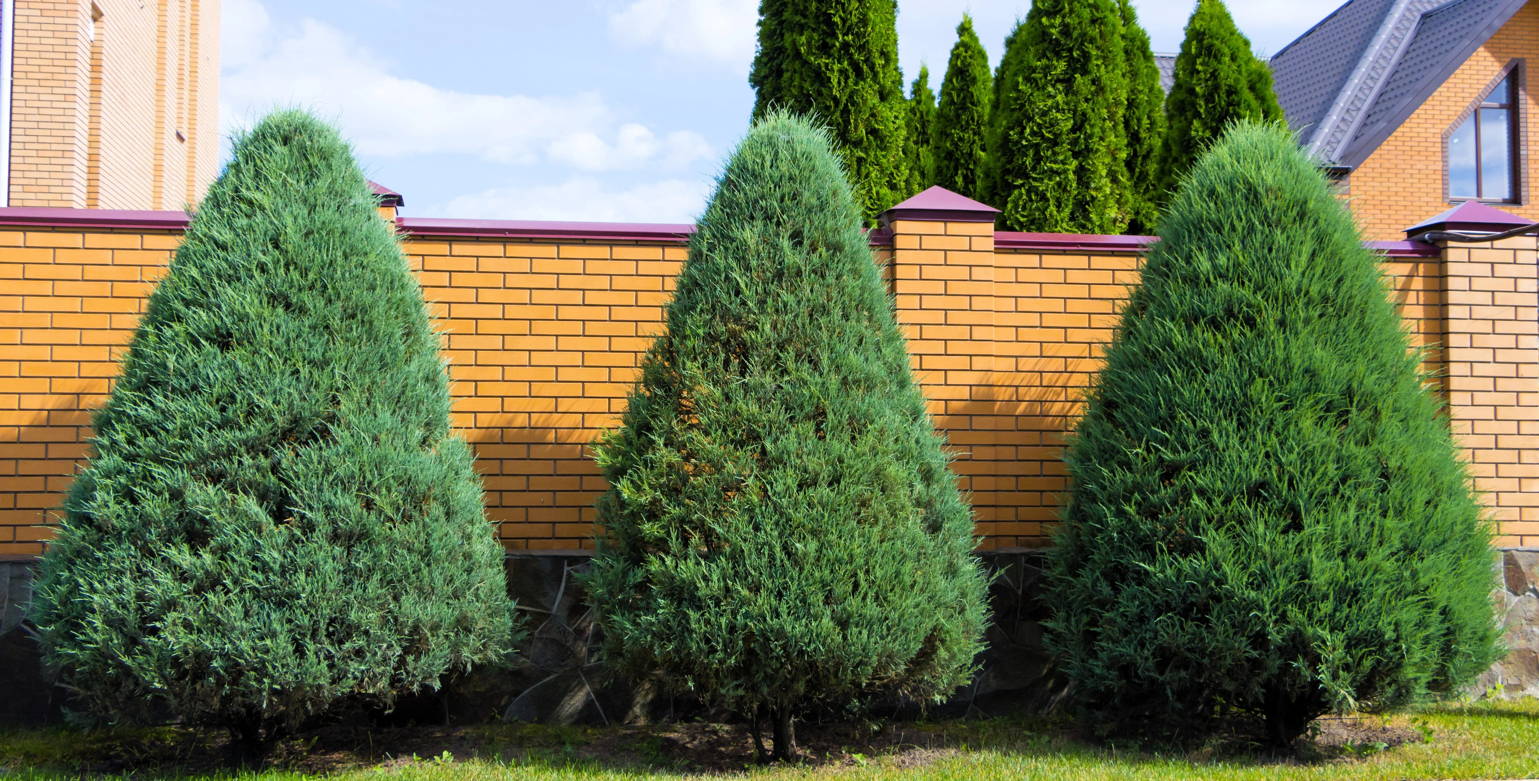 25 THUJA TREE Cedar Thuja Occidentalis Conifer Seeds - Image 8