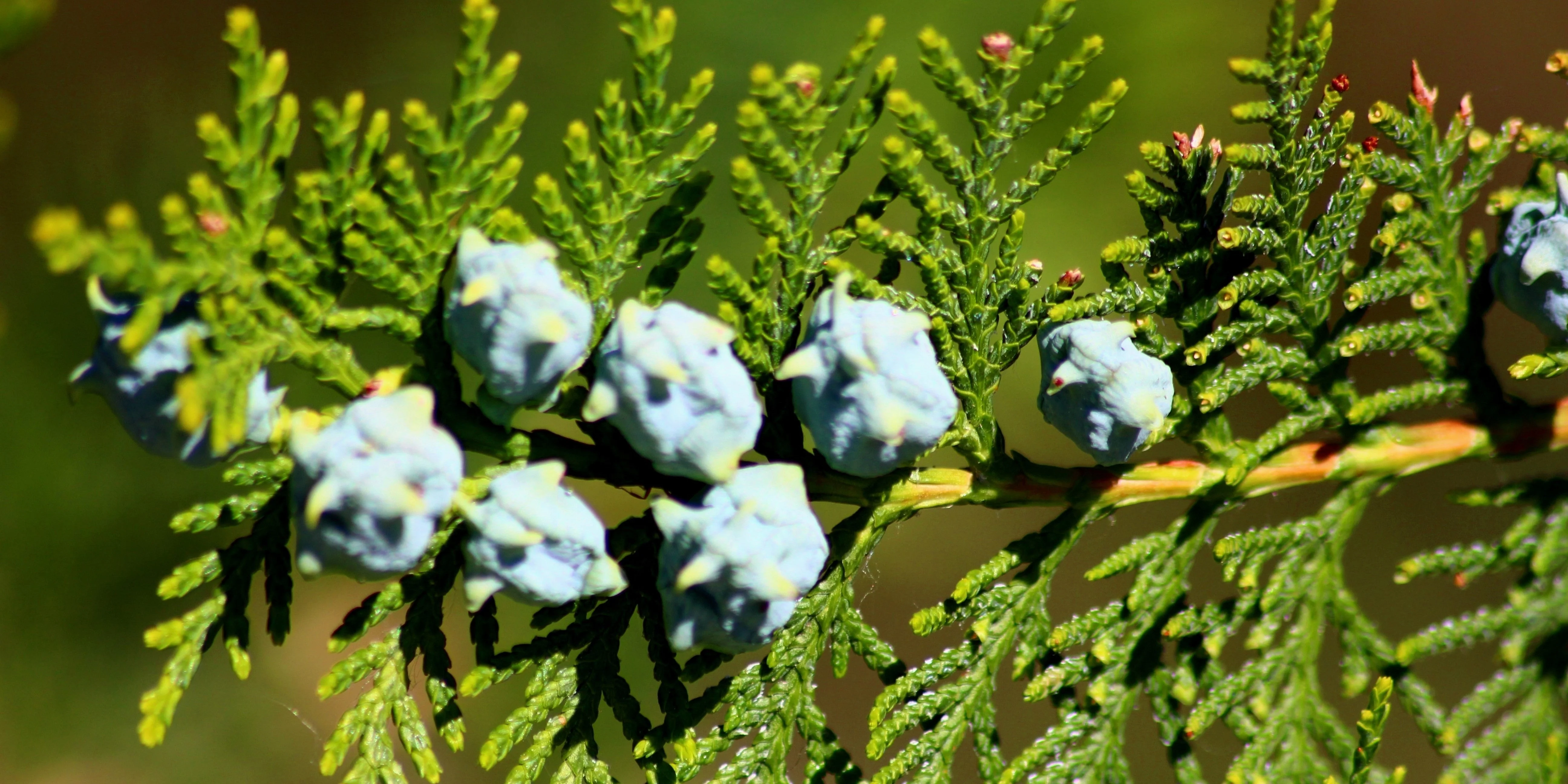 25 THUJA TREE Cedar Thuja Occidentalis Conifer Seeds - Image 9