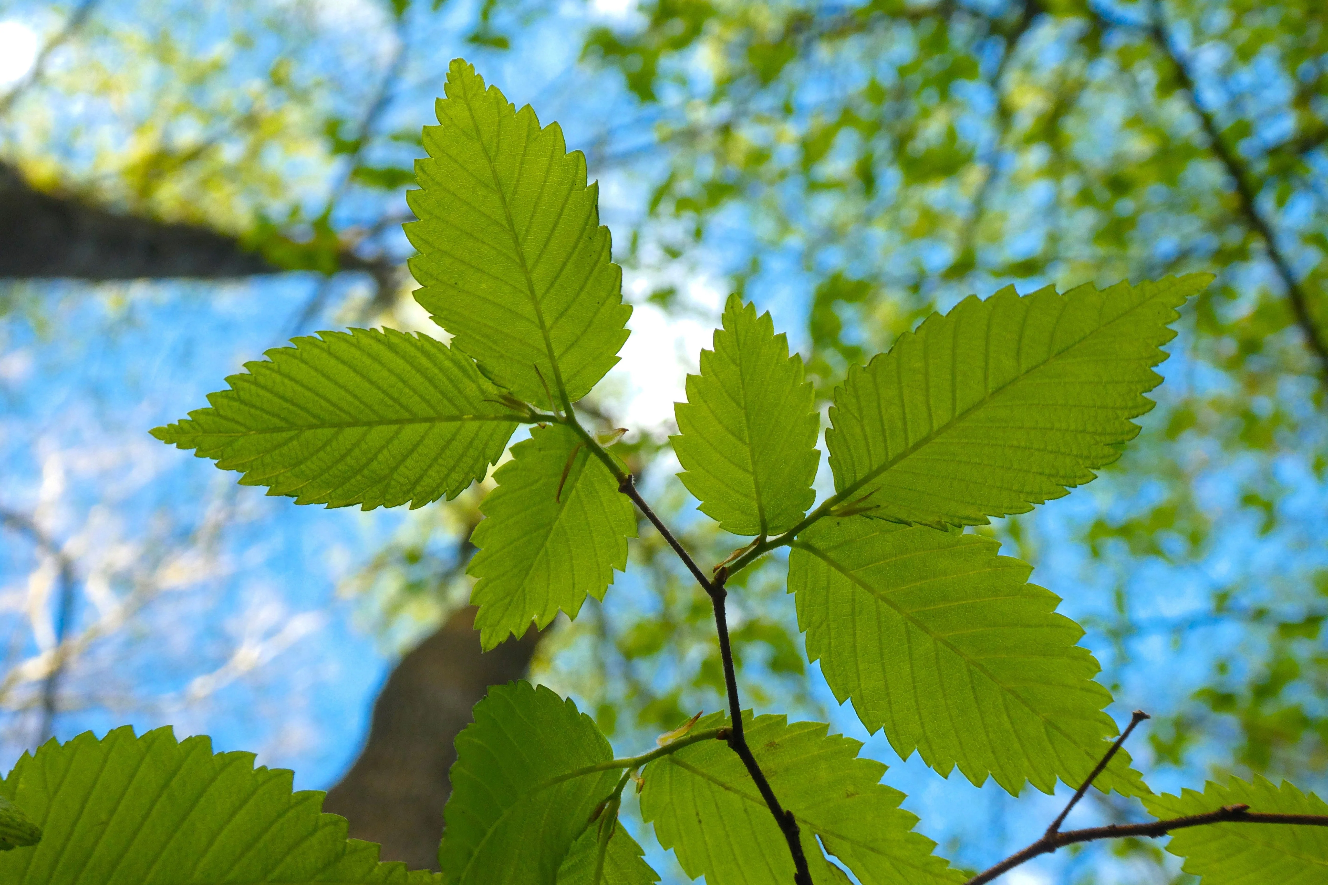 25 White AMERICAN ELM tree Ulmus Americana RED Flower Seeds - Image 8