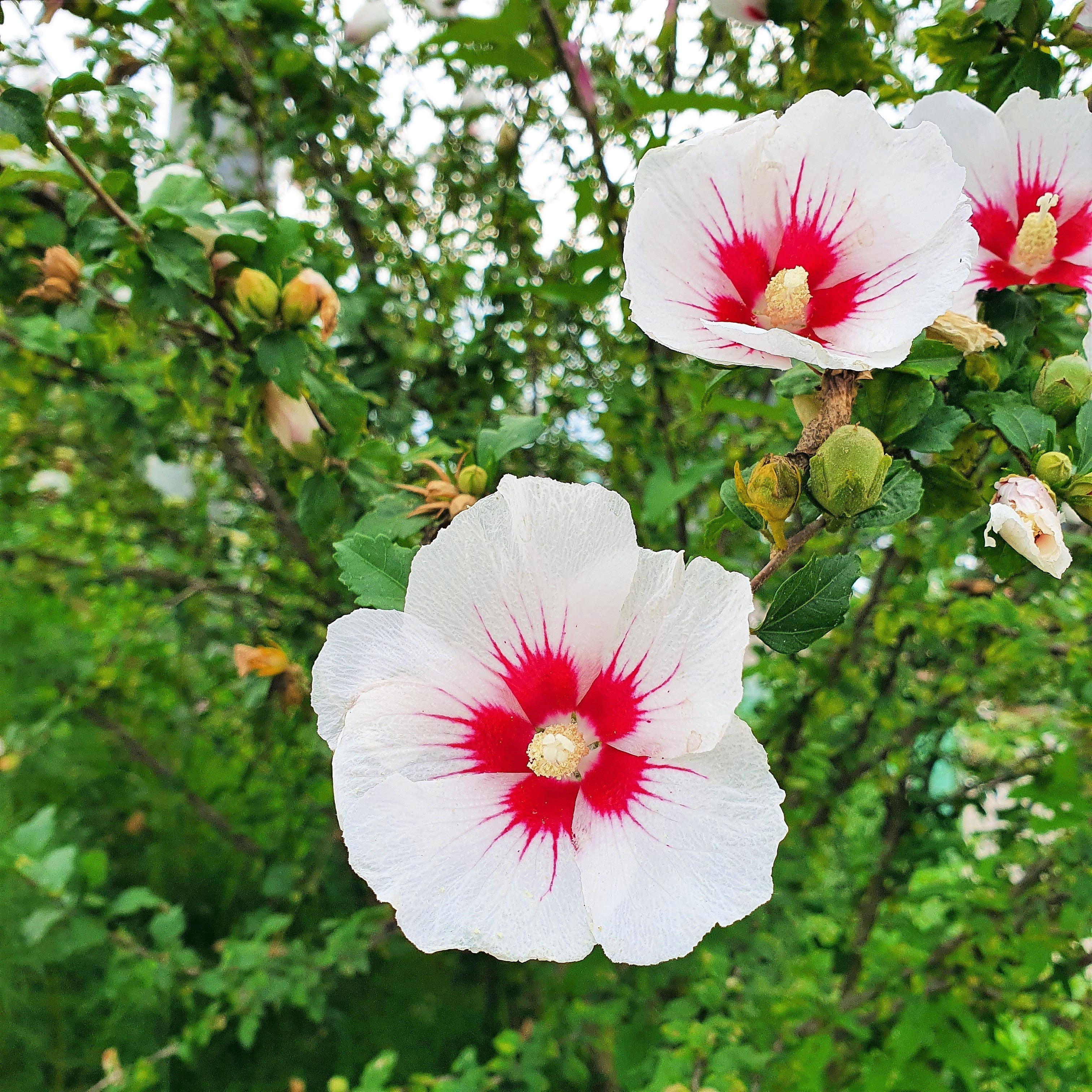 25 White & Hot Pink ROSE Of SHARON HIBISCUS Syriacus Flower Tree Bush Seeds - Image 10