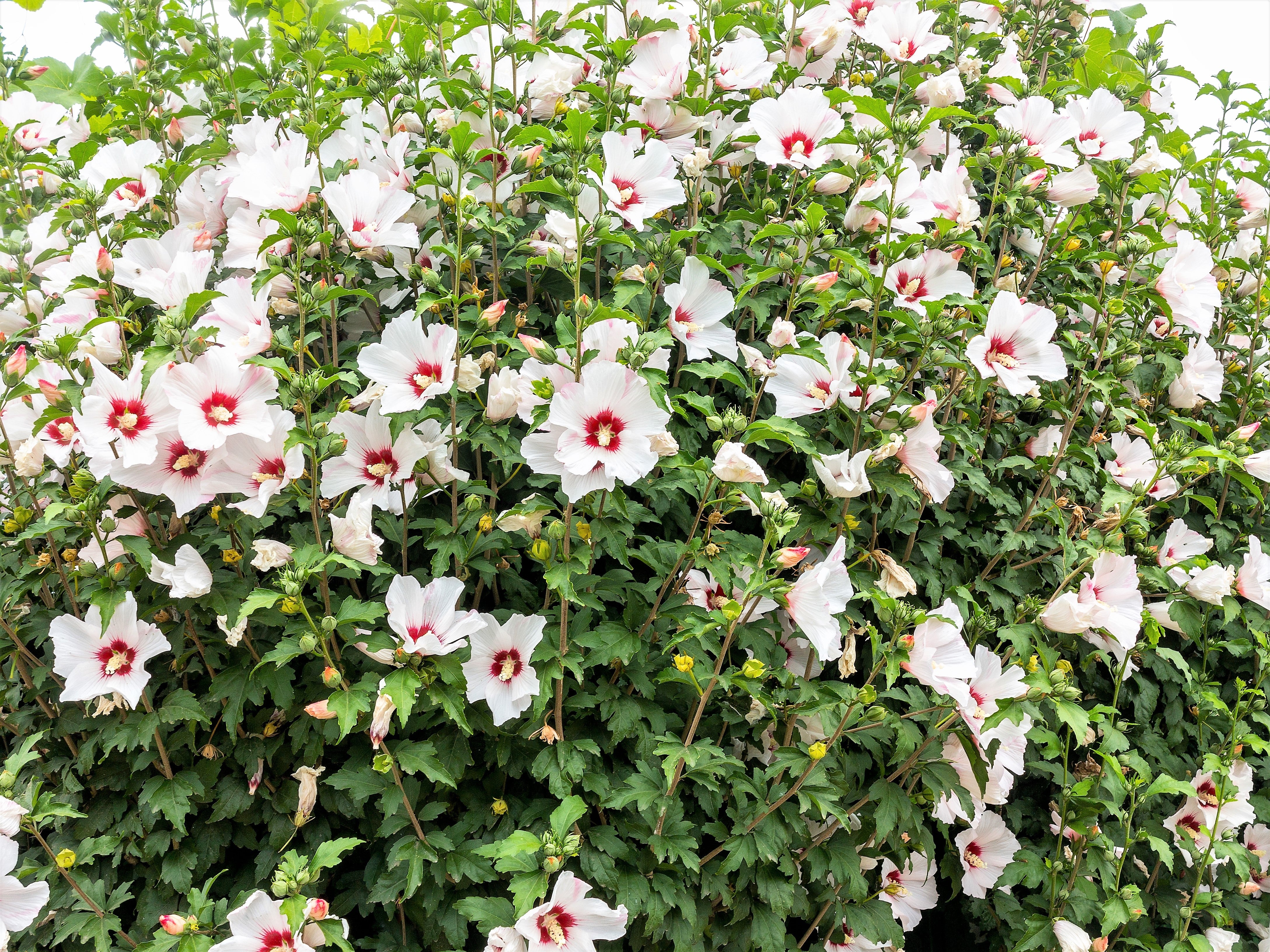 25 White & Hot Pink ROSE Of SHARON HIBISCUS Syriacus Flower Tree Bush Seeds - Image 2