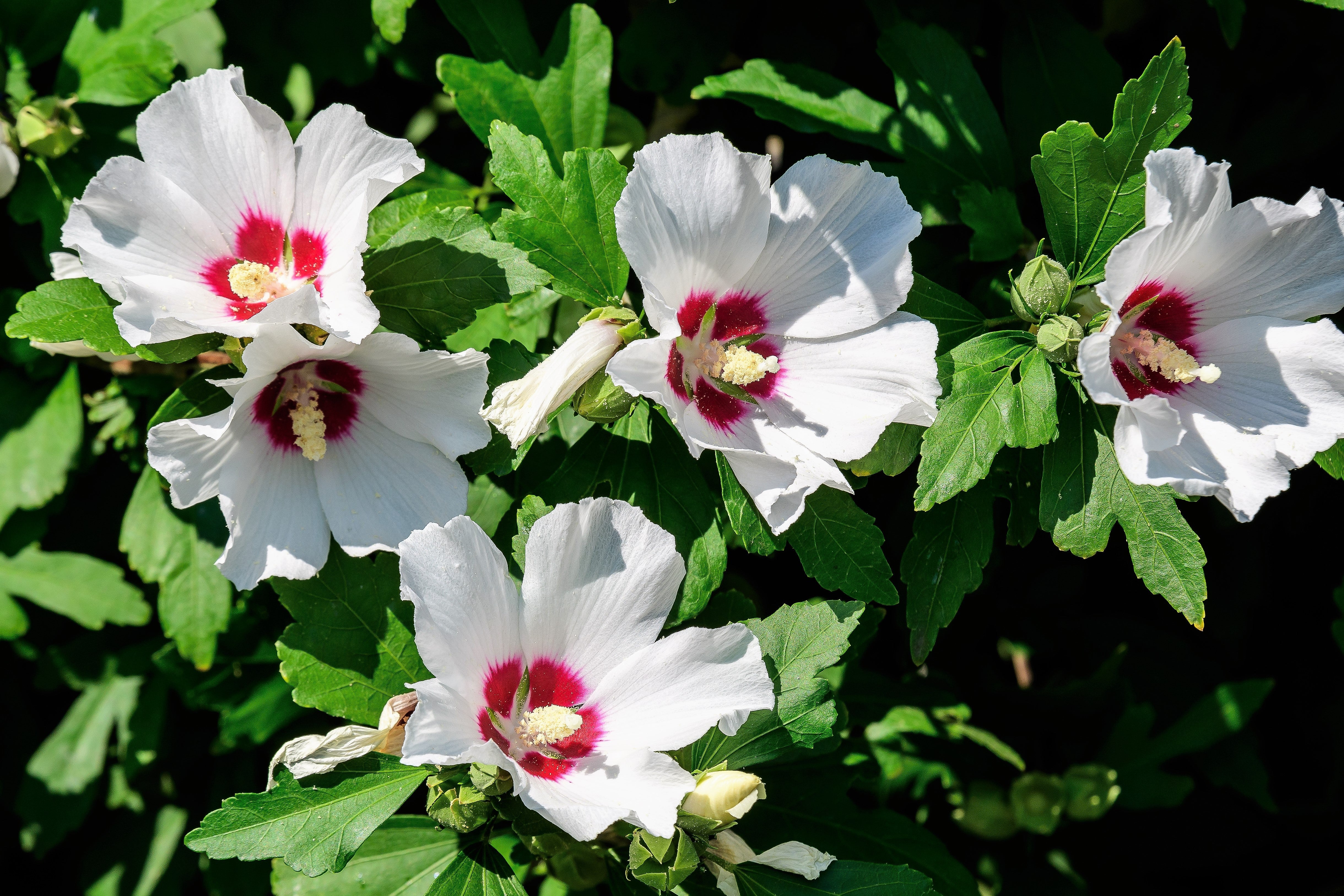 25 White & Hot Pink ROSE Of SHARON HIBISCUS Syriacus Flower Tree Bush Seeds - Image 3