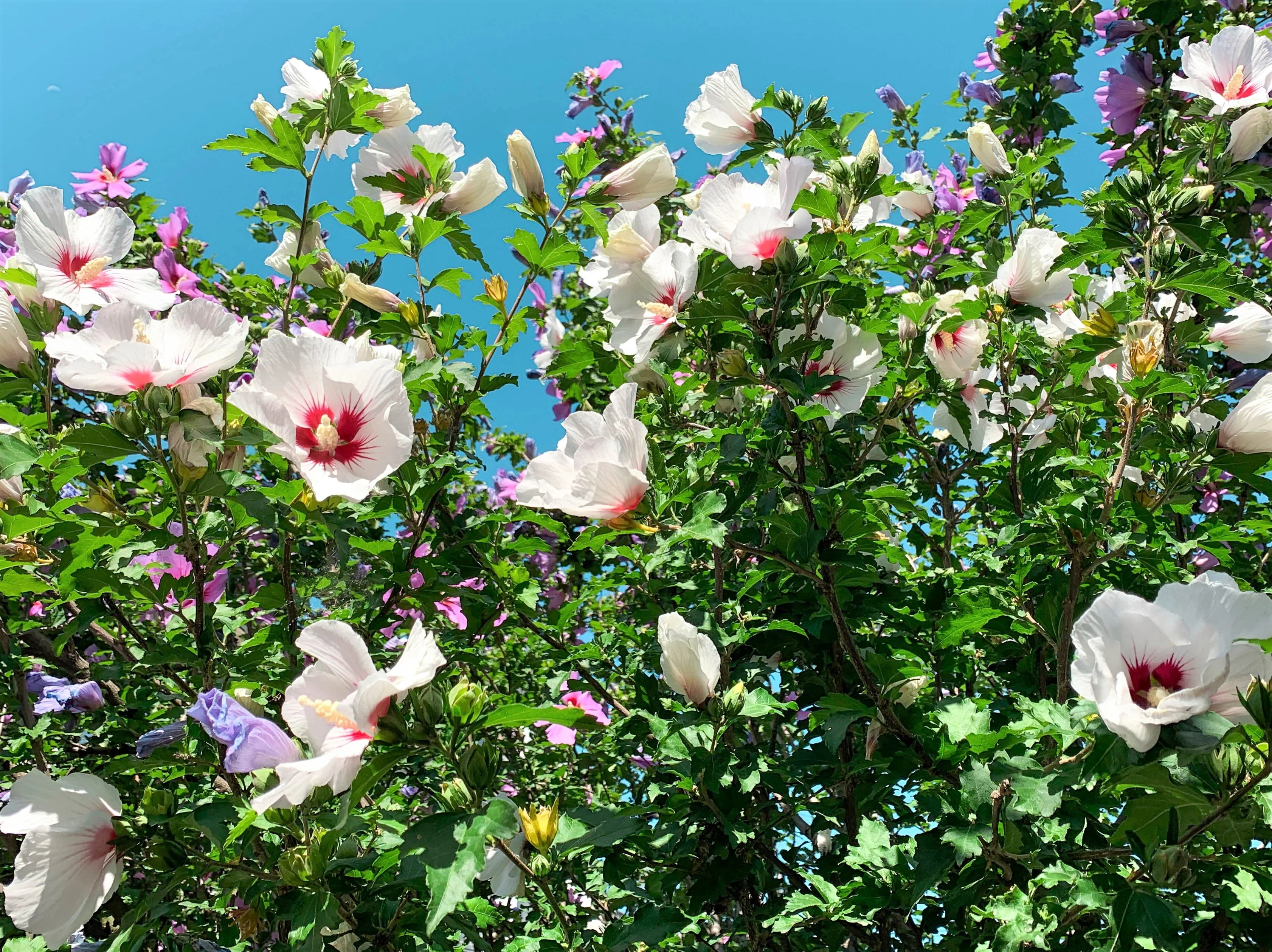 25 White & Hot Pink ROSE Of SHARON HIBISCUS Syriacus Flower Tree Bush Seeds - Image 5