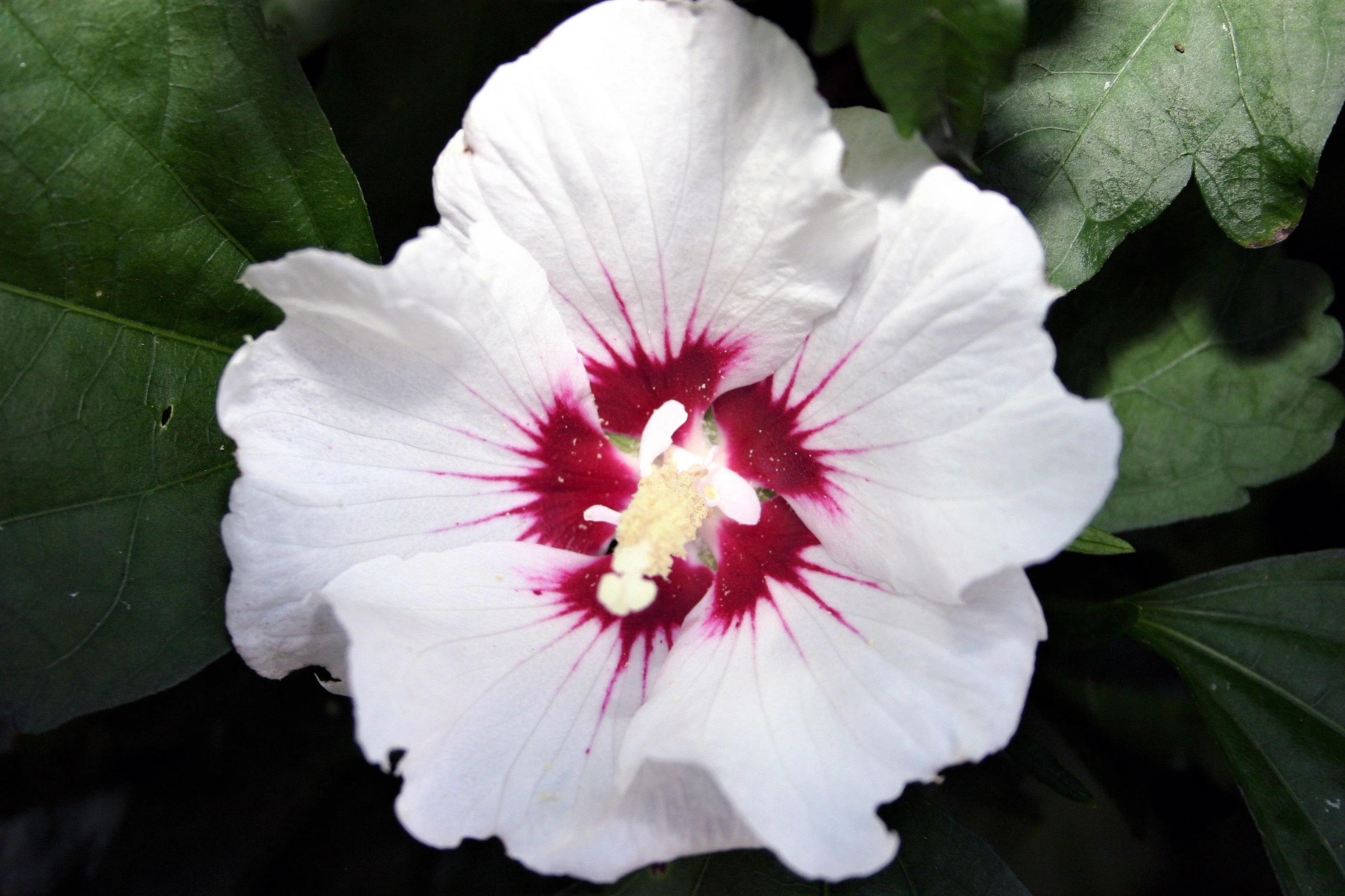 25 White & Hot Pink ROSE Of SHARON HIBISCUS Syriacus Flower Tree Bush Seeds - Image 6