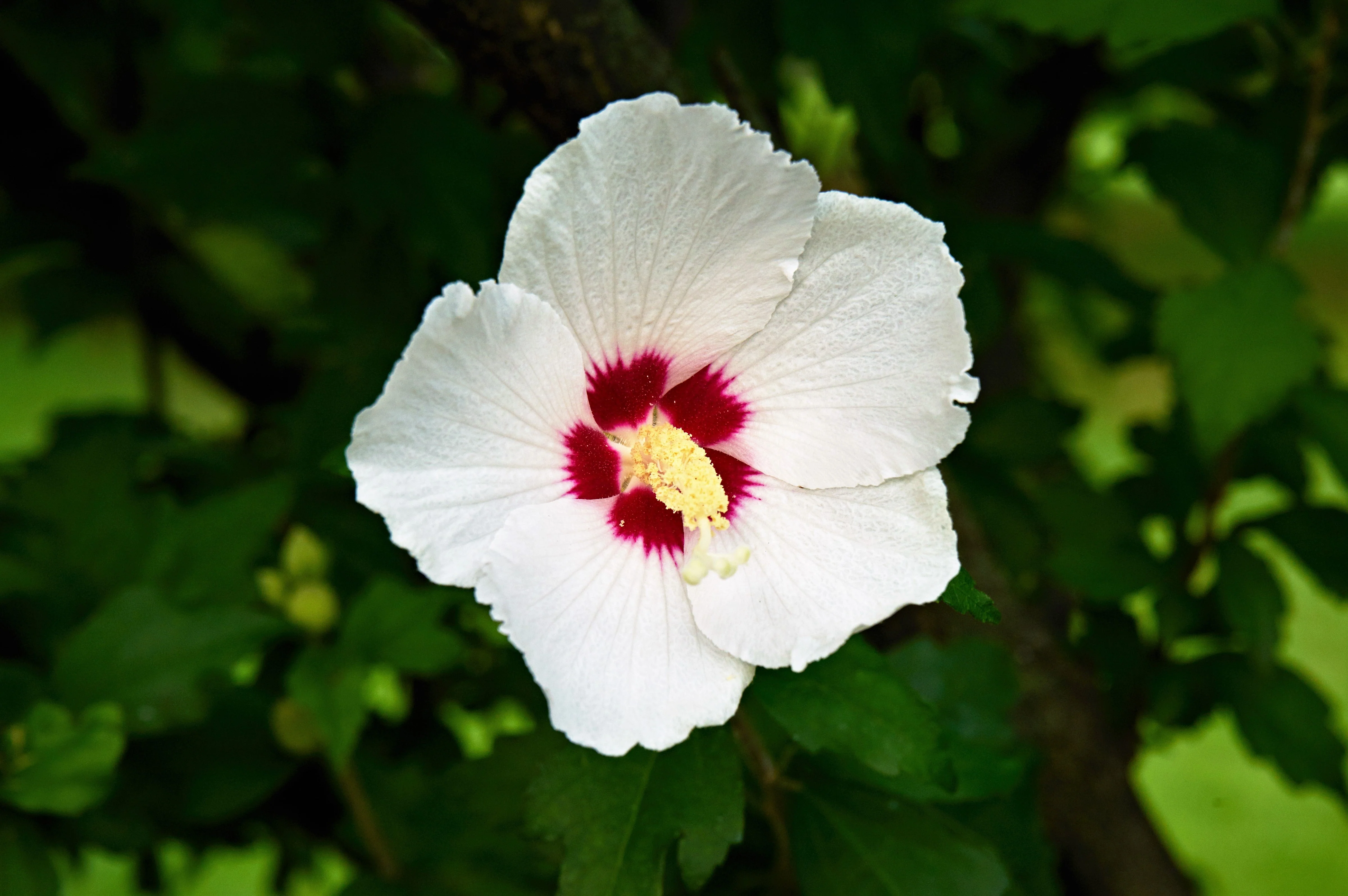 25 White & Hot Pink ROSE Of SHARON HIBISCUS Syriacus Flower Tree Bush Seeds - Image 7