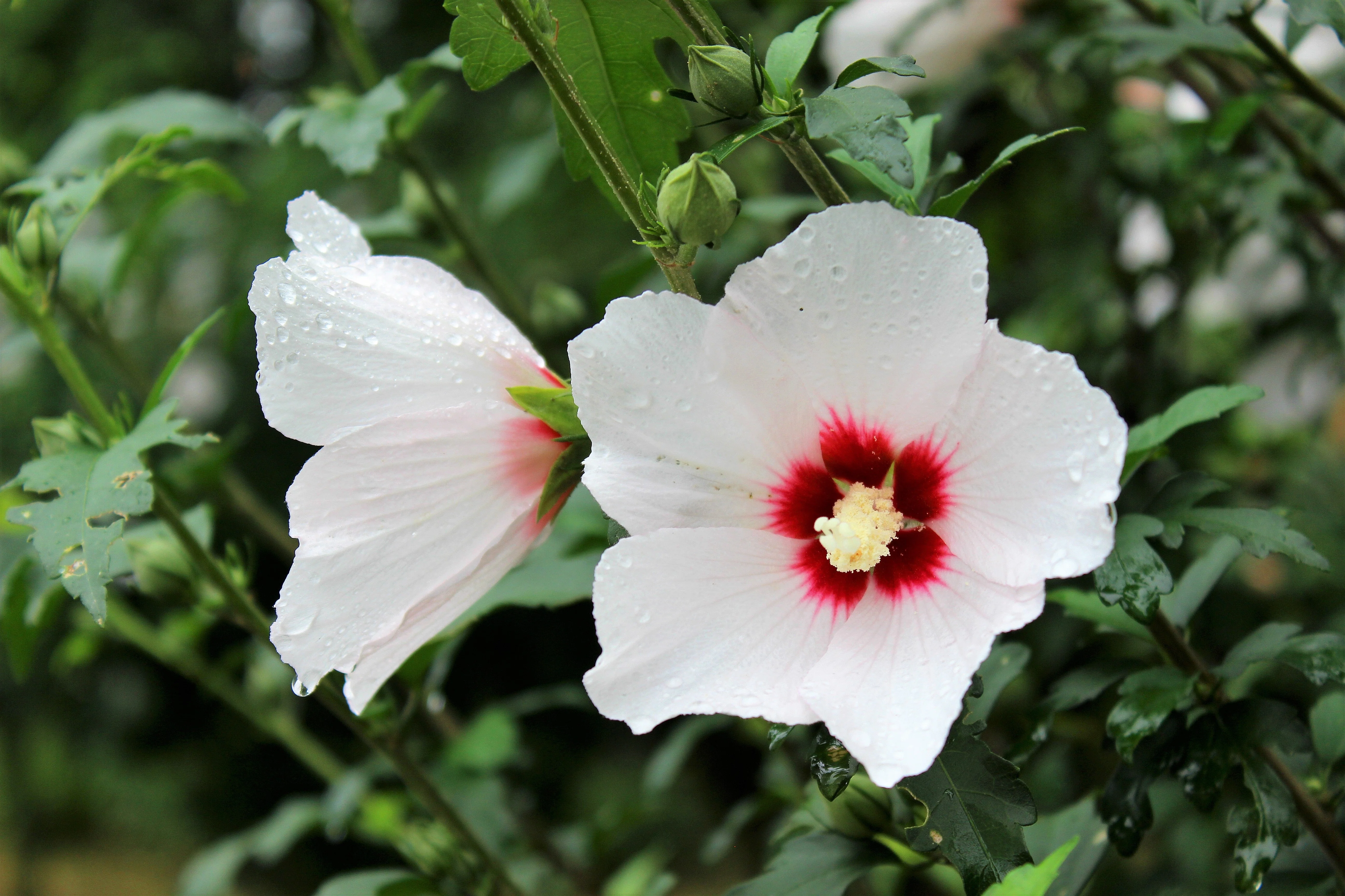 25 White & Hot Pink ROSE Of SHARON HIBISCUS Syriacus Flower Tree Bush Seeds - Image 8