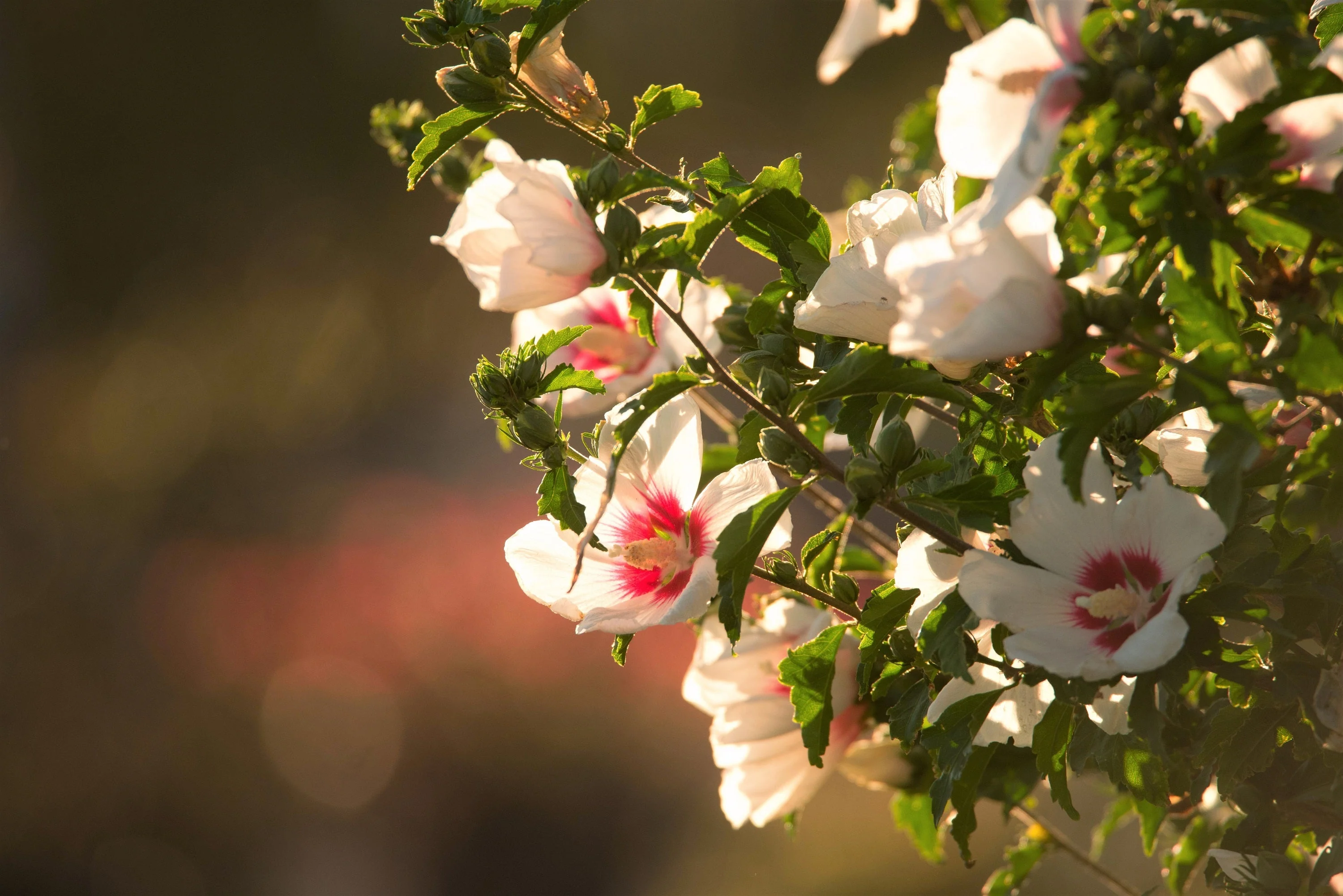 25 White & Hot Pink ROSE Of SHARON HIBISCUS Syriacus Flower Tree Bush Seeds - Image 9