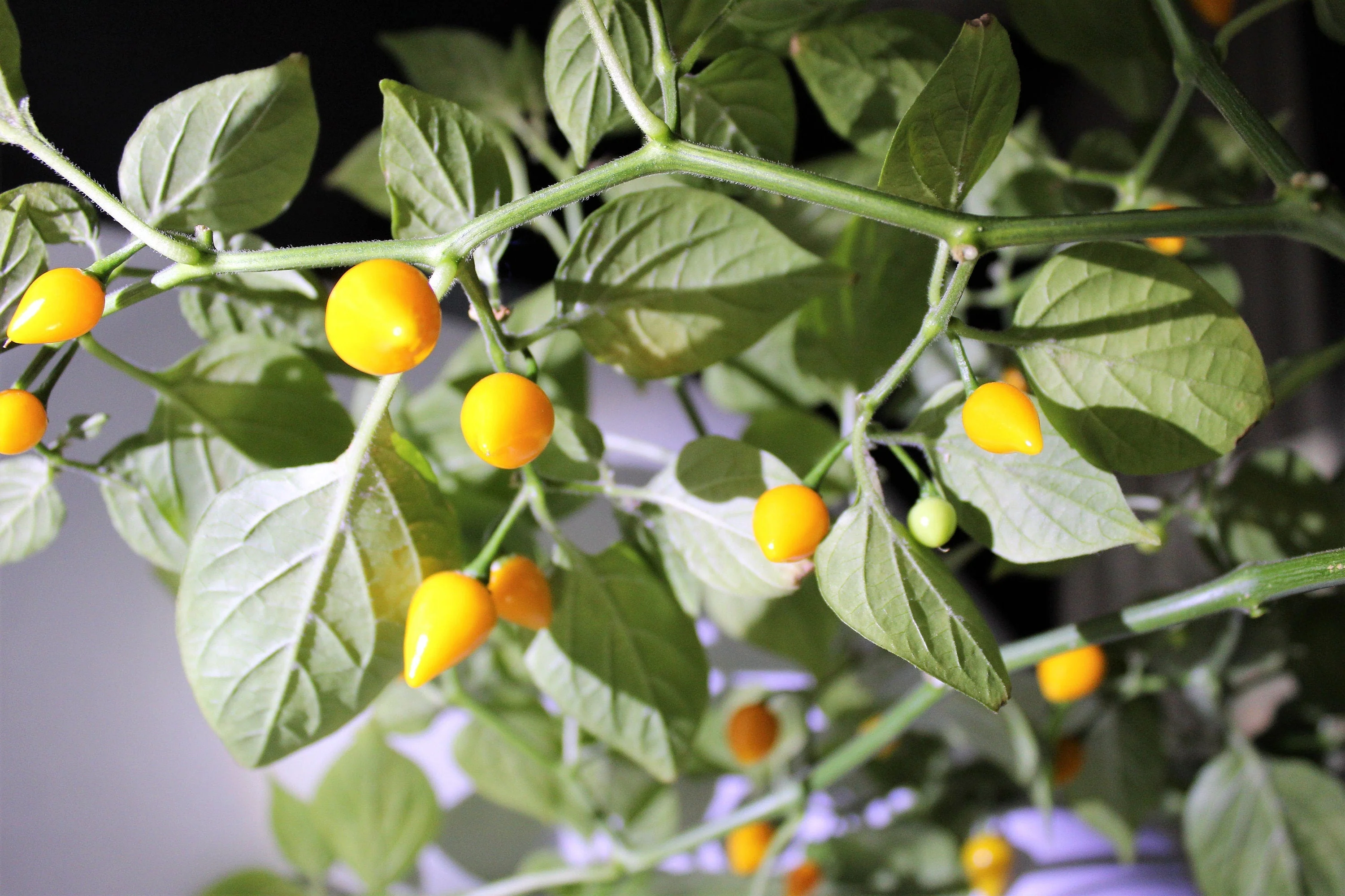 25 YELLOW BIQUINHO PEPPER Brazilian Chupetinho Capsicum Chinense Small Citrusy Sweet Semi Hot Chile Sweety Drop Vegetable Seeds - Image 3