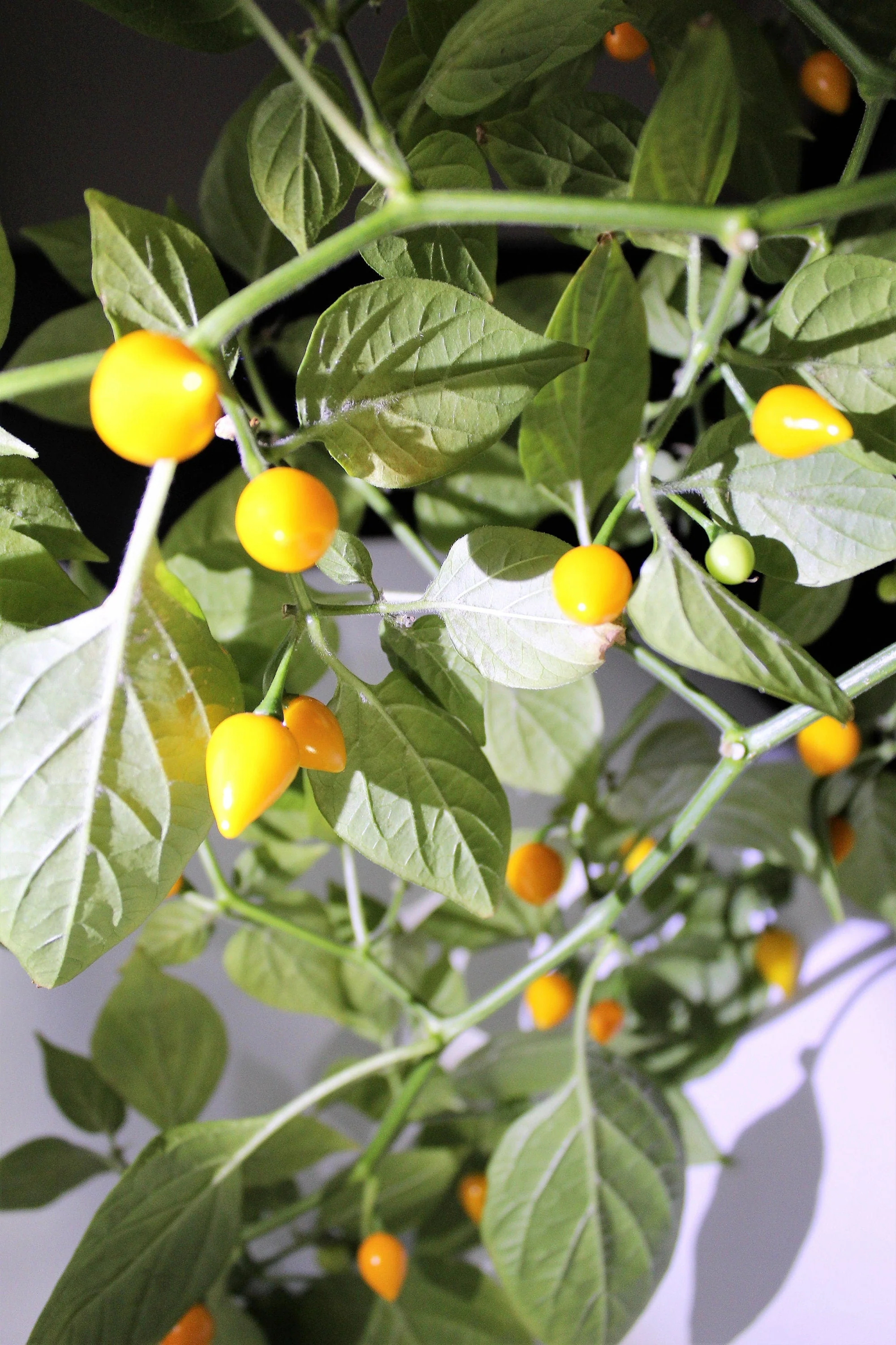 25 YELLOW BIQUINHO PEPPER Brazilian Chupetinho Capsicum Chinense Small Citrusy Sweet Semi Hot Chile Sweety Drop Vegetable Seeds - Image 5