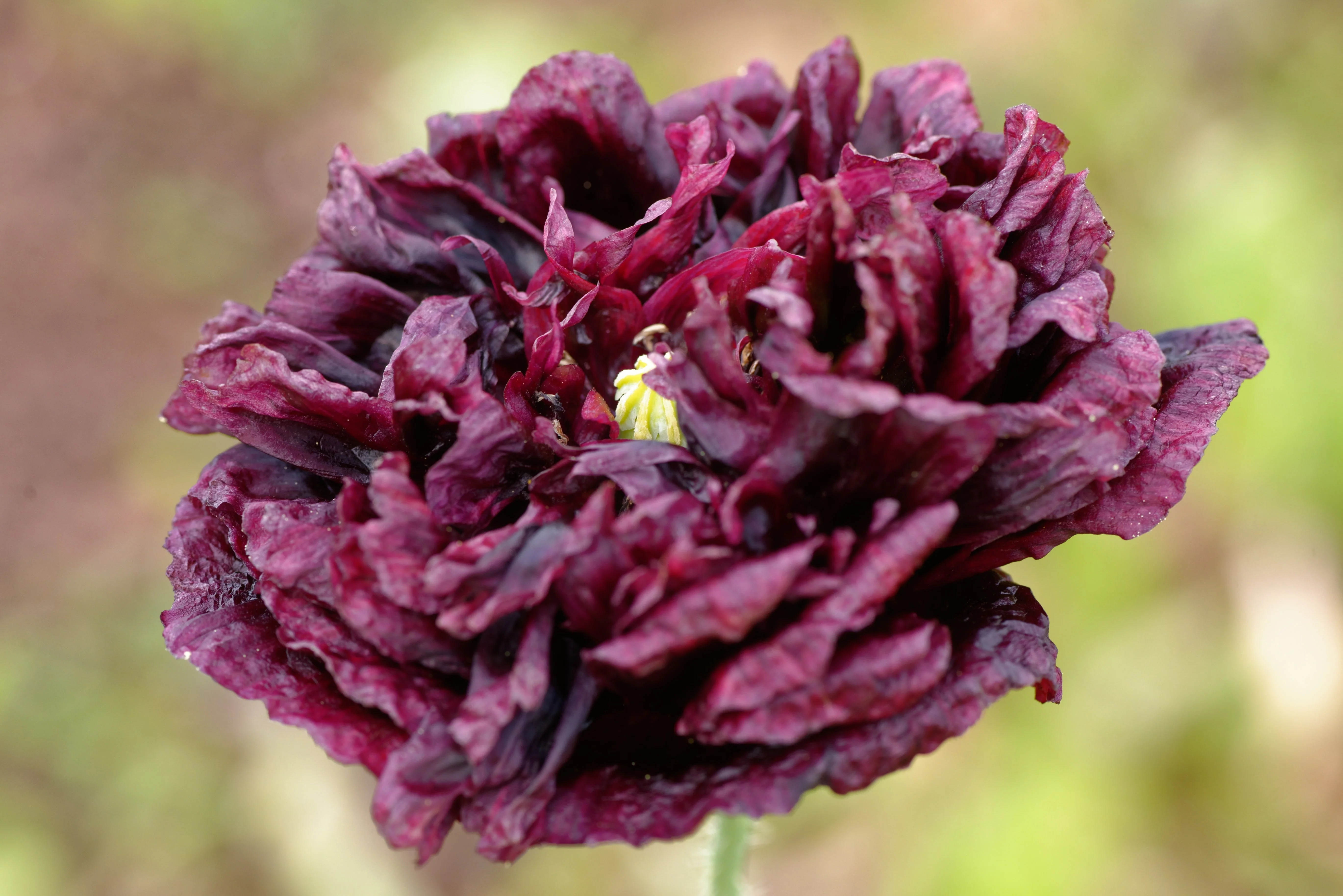 250 BLACK PEONY POPPY Papaver Peoniflorum Flower Seeds - Image 2