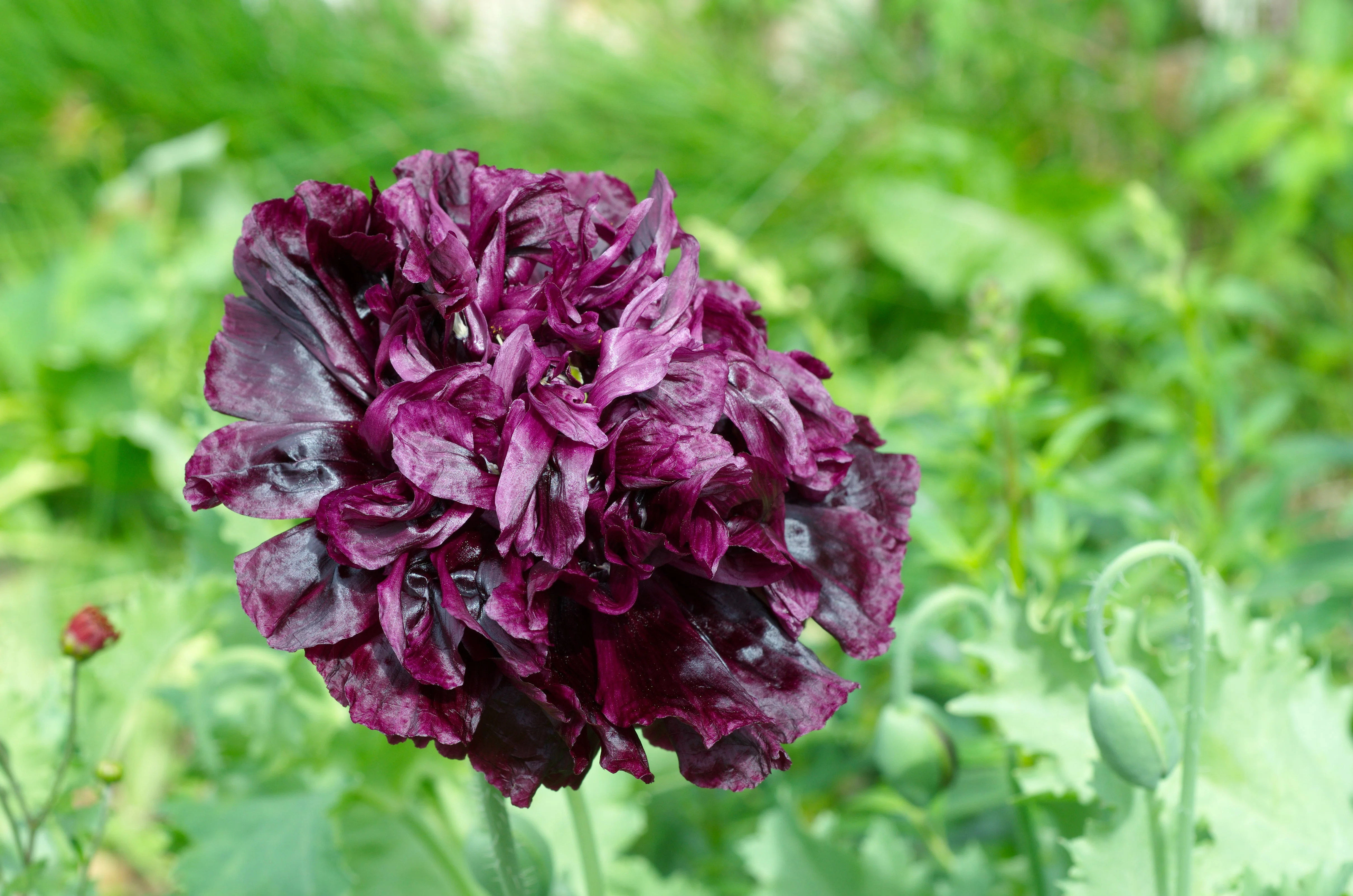 250 BLACK PEONY POPPY Papaver Peoniflorum Flower Seeds - Image 3