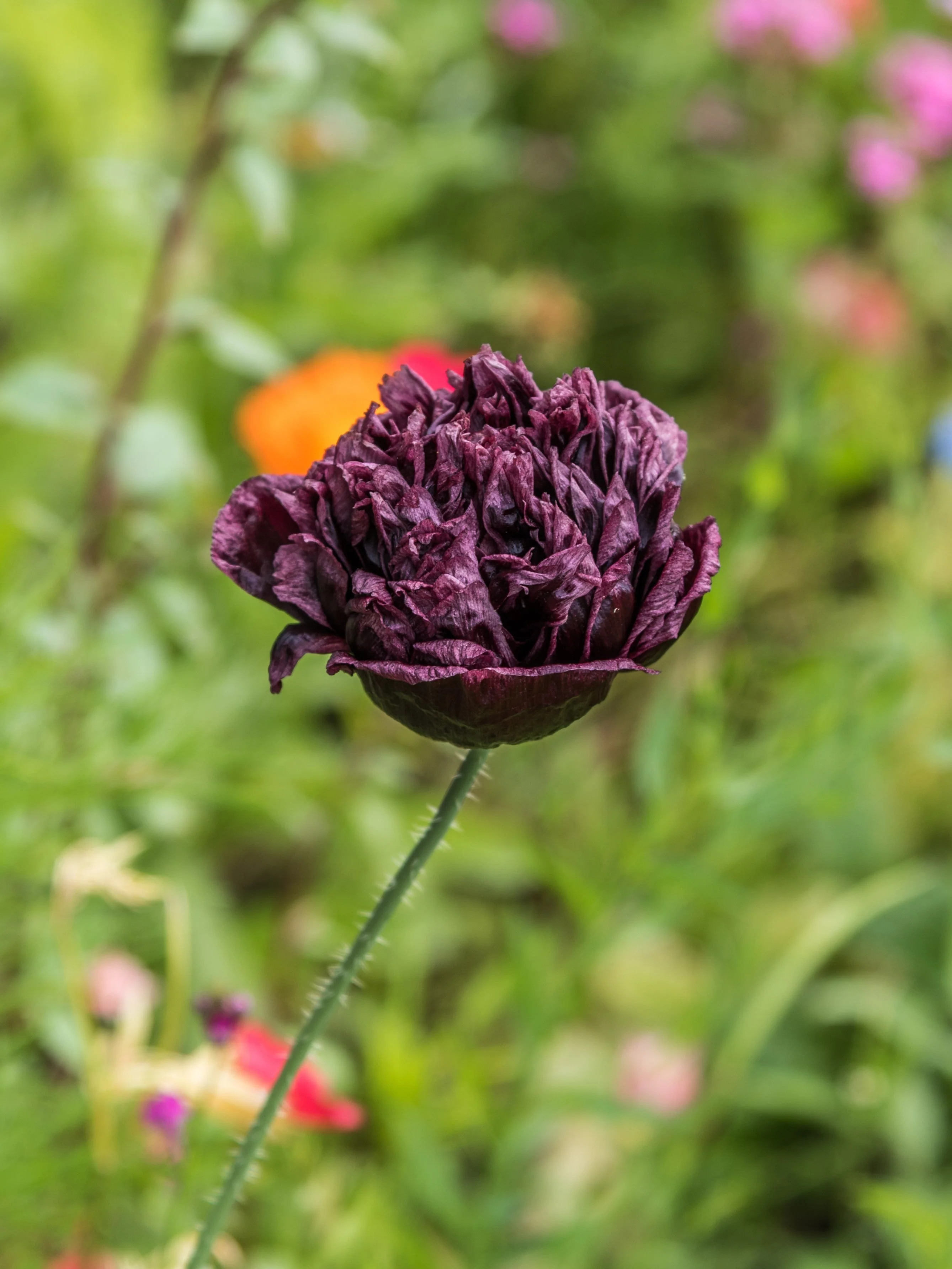 250 BLACK PEONY POPPY Papaver Peoniflorum Flower Seeds - Image 4