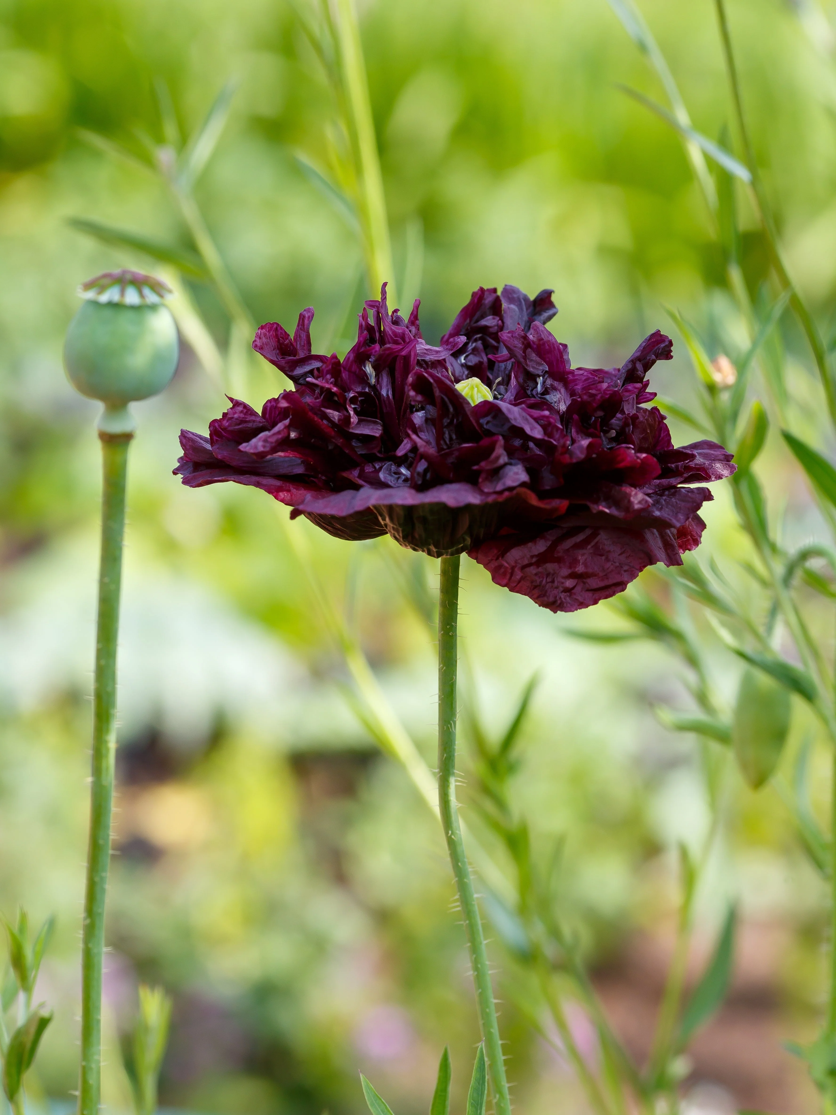 250 BLACK PEONY POPPY Papaver Peoniflorum Flower Seeds - Image 5
