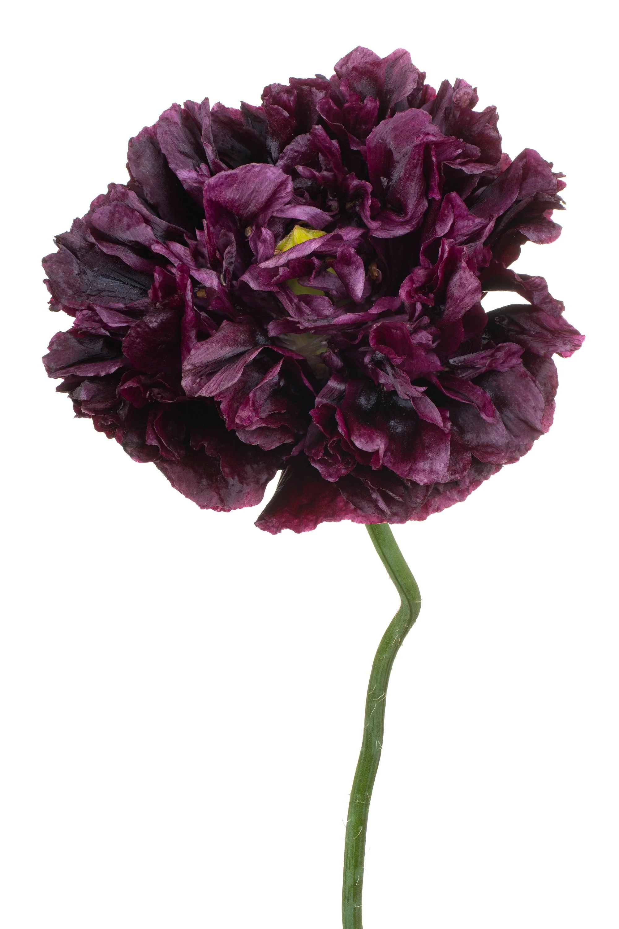 250 BLACK PEONY POPPY Papaver Peoniflorum Flower Seeds - Image 6