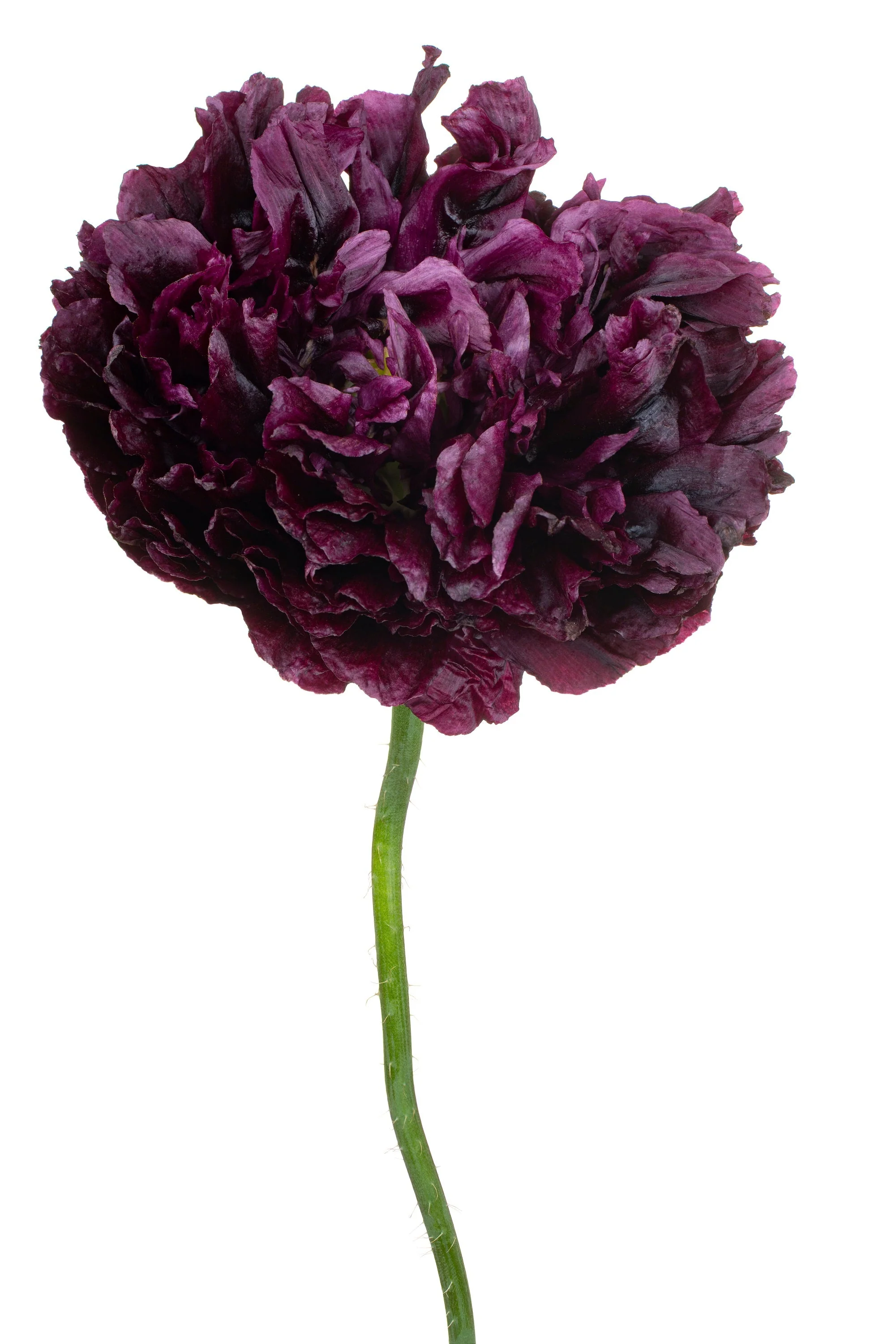 250 BLACK PEONY POPPY Papaver Peoniflorum Flower Seeds - Image 7