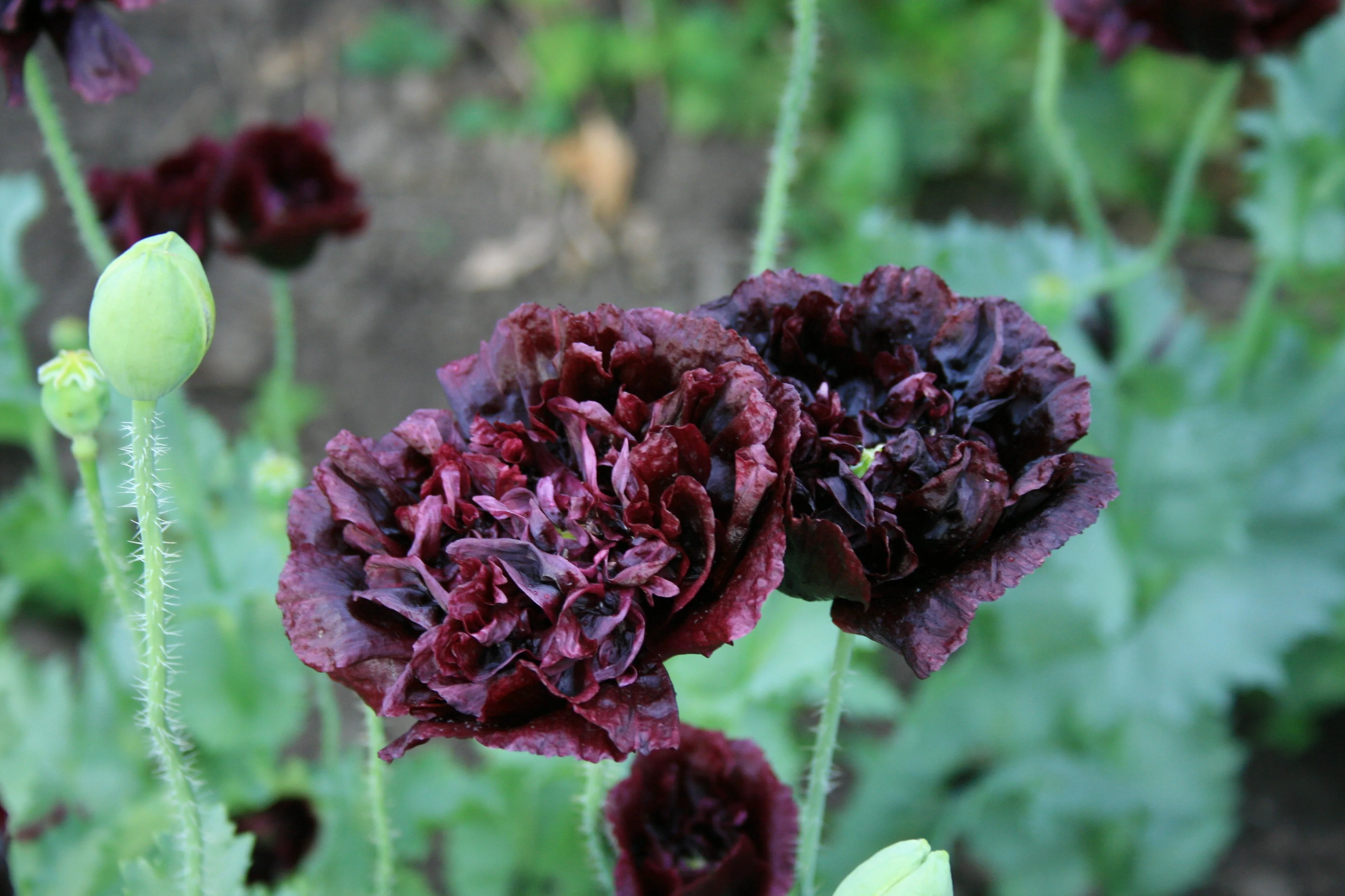 250 BLACK PEONY POPPY Papaver Peoniflorum Flower Seeds - Image 8