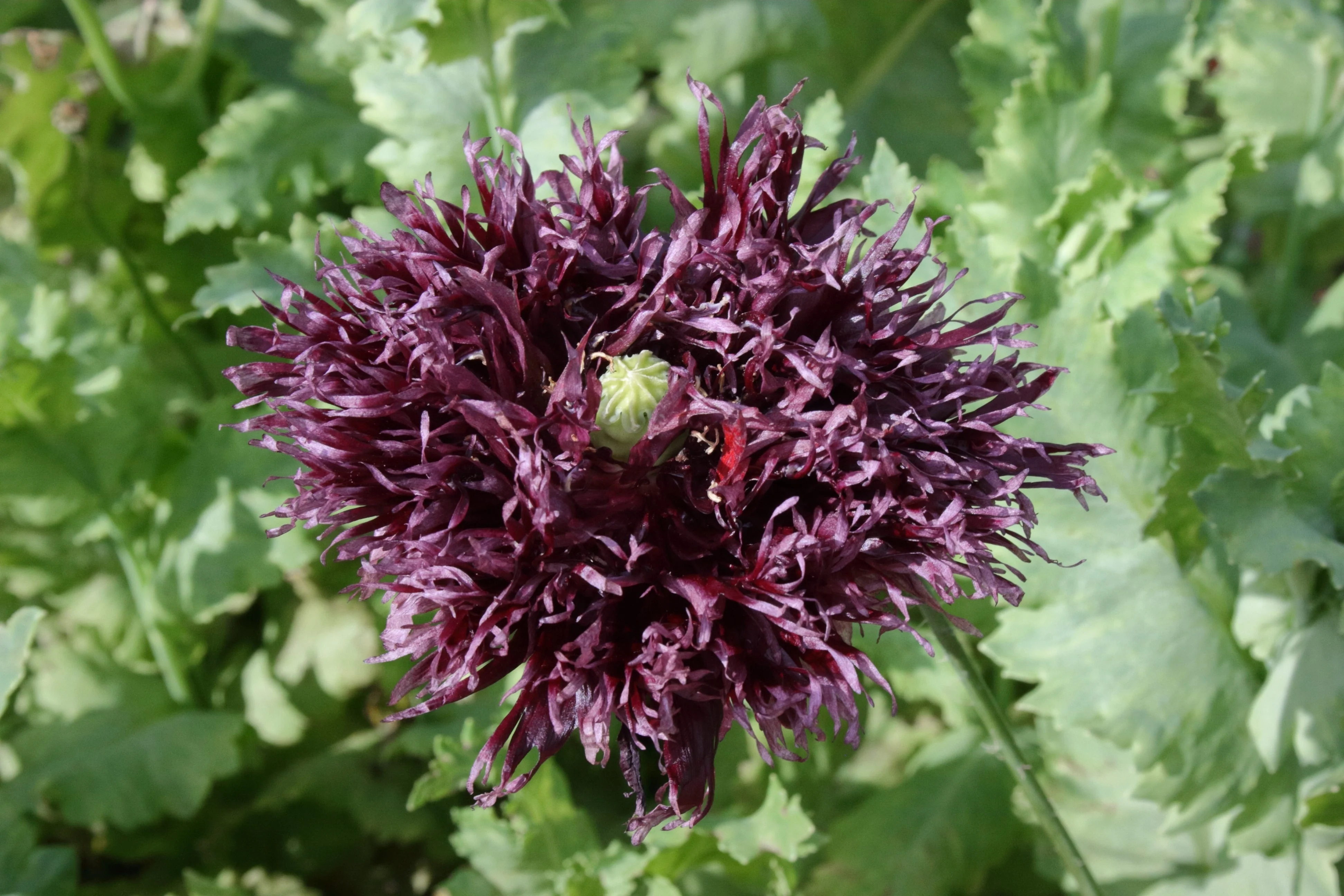 250 BLACK Swan PEONY POPPY Papaver Somniferum Dark Burgundy Double Flower Seeds - Image 2