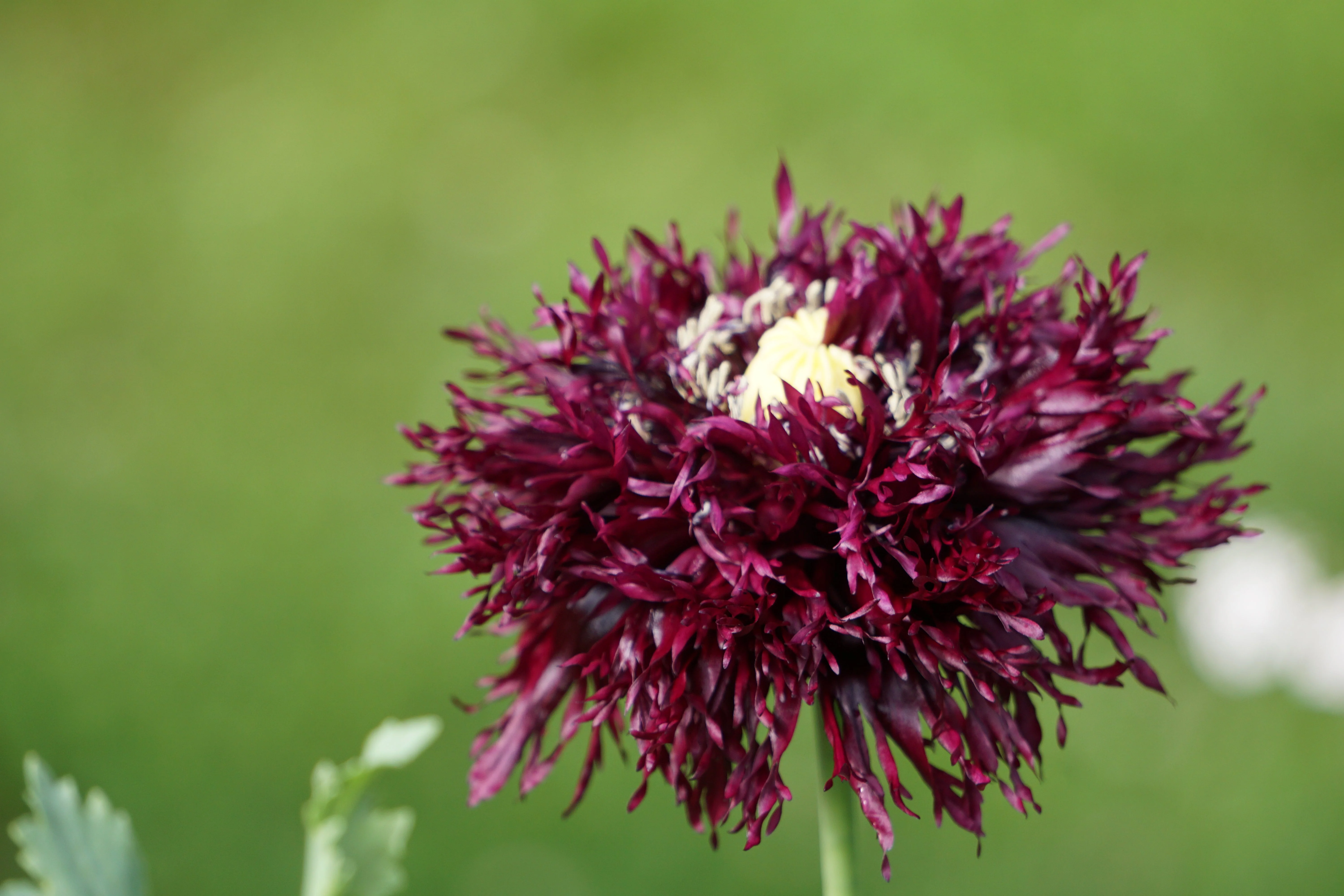 250 BLACK Swan PEONY POPPY Papaver Somniferum Dark Burgundy Double Flower Seeds - Image 3