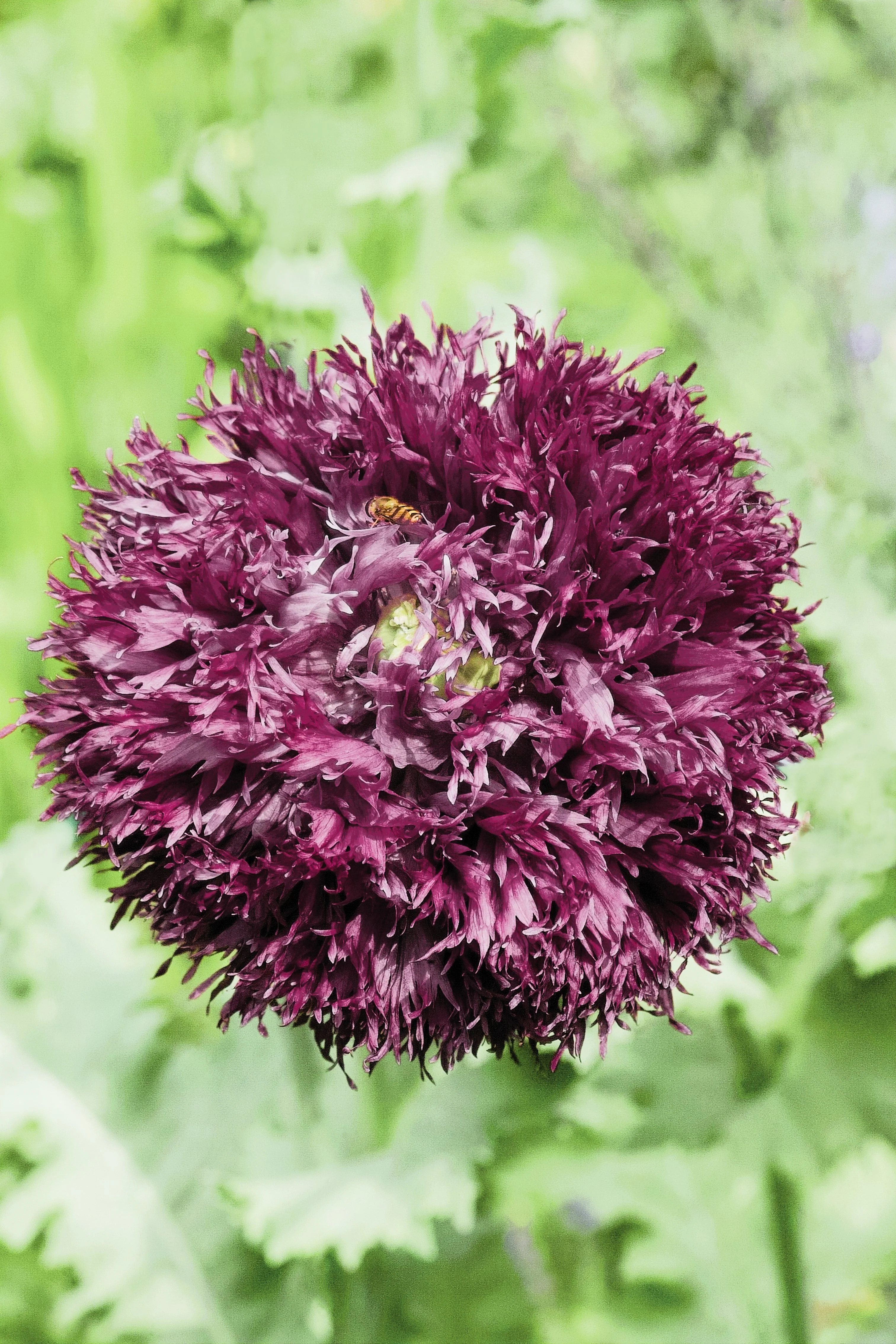 250 BLACK Swan PEONY POPPY Papaver Somniferum Dark Burgundy Double Flower Seeds - Image 4