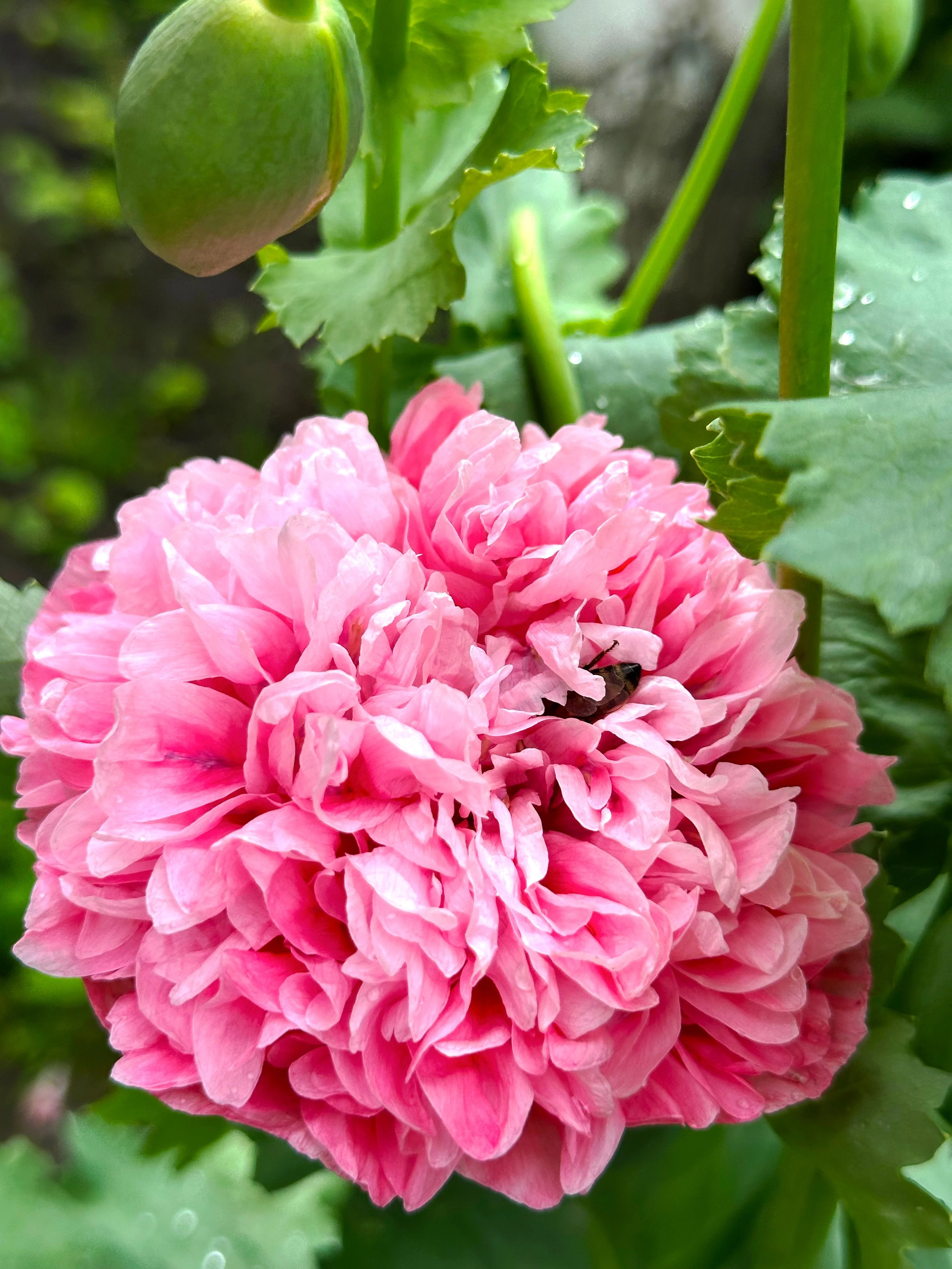 250 Bombast ROSE PEONY POPPY Papaver Peoniflorum Flower Seeds - Image 2